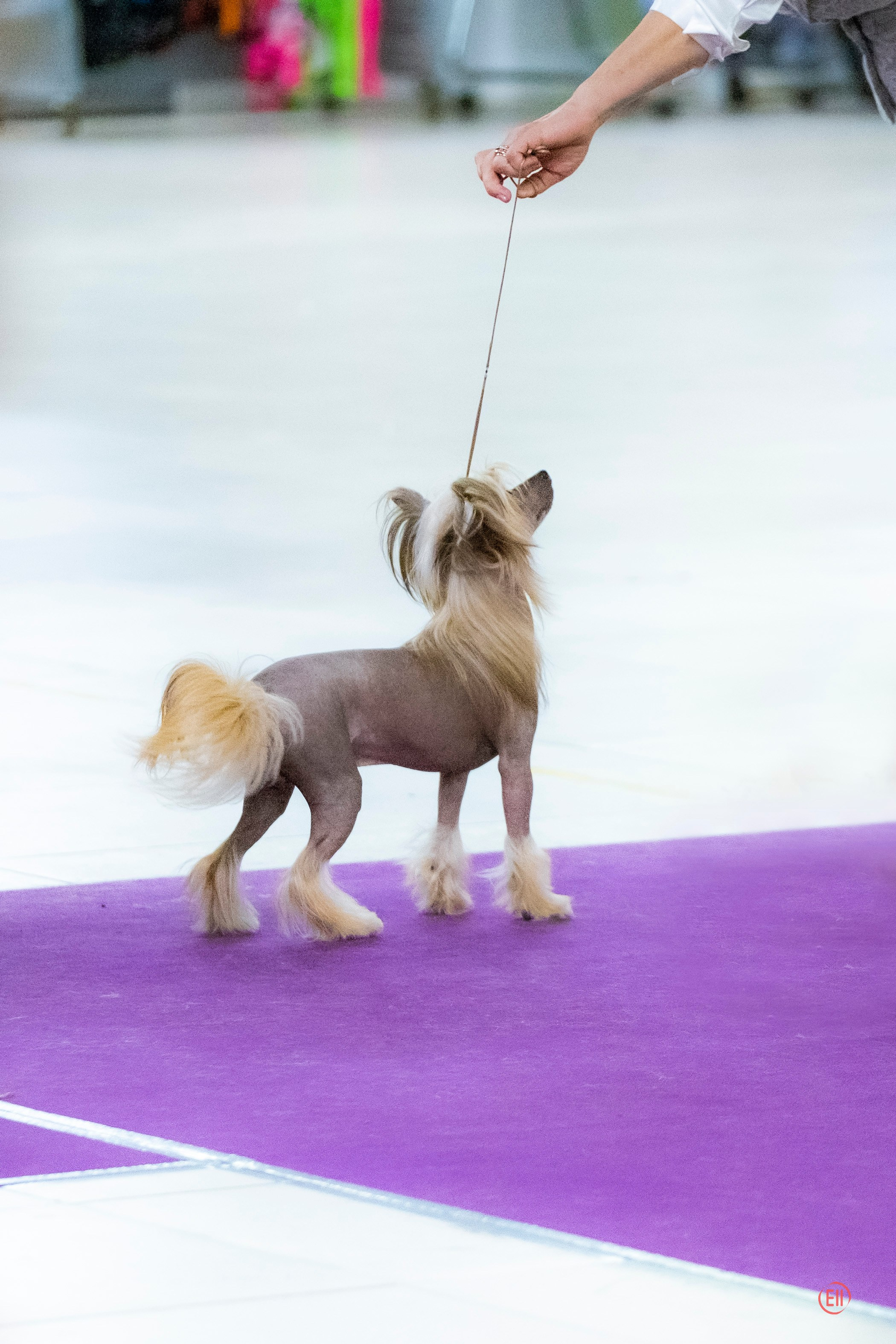 Poale Ell Cooper. Chinese Crested Dog Kennel Poale Ell