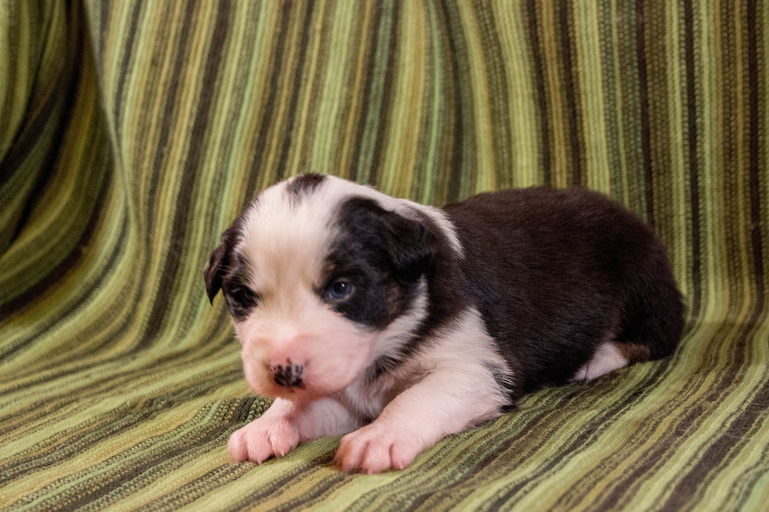 Гелий. BLGKV питомник собак