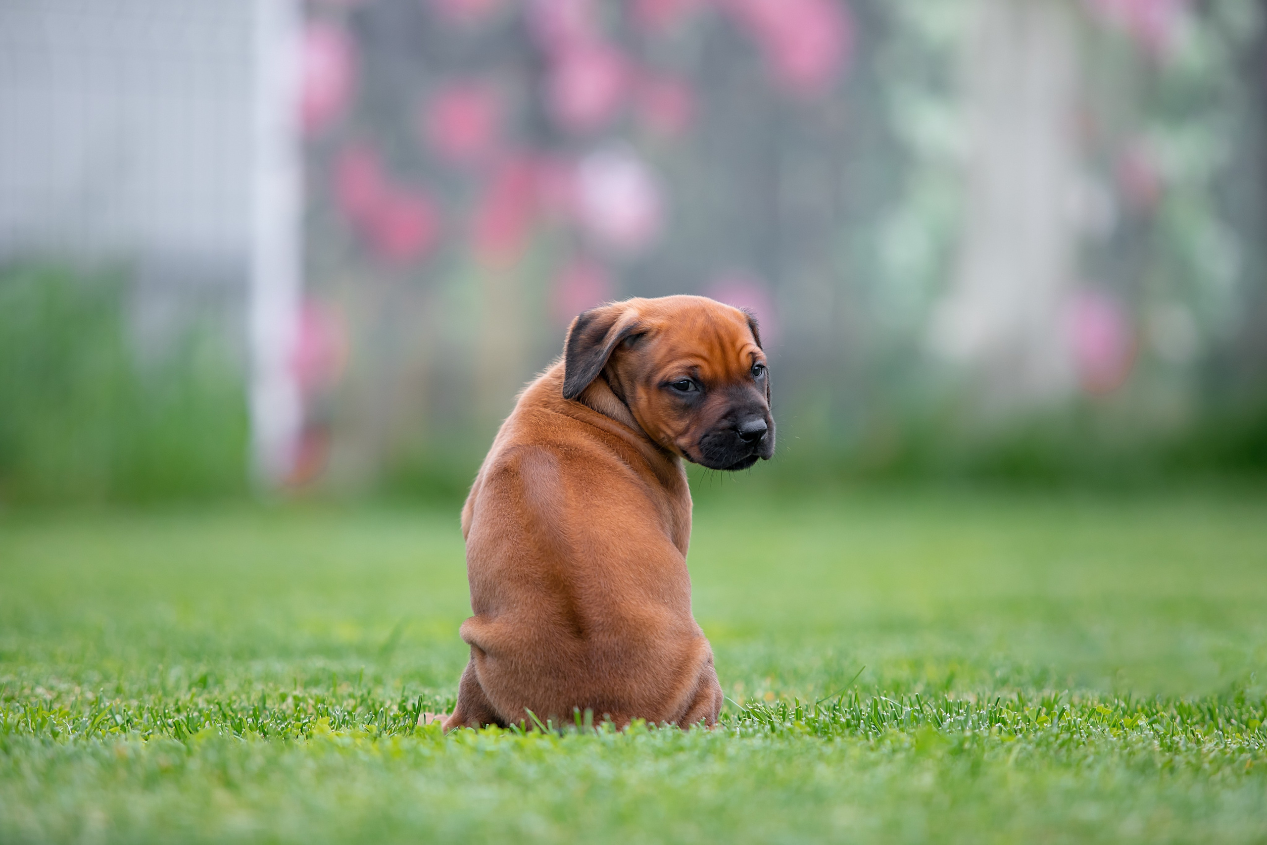 Помет Hakuna Matata. Родезийские Риджбеки в Санкт-Петербурге