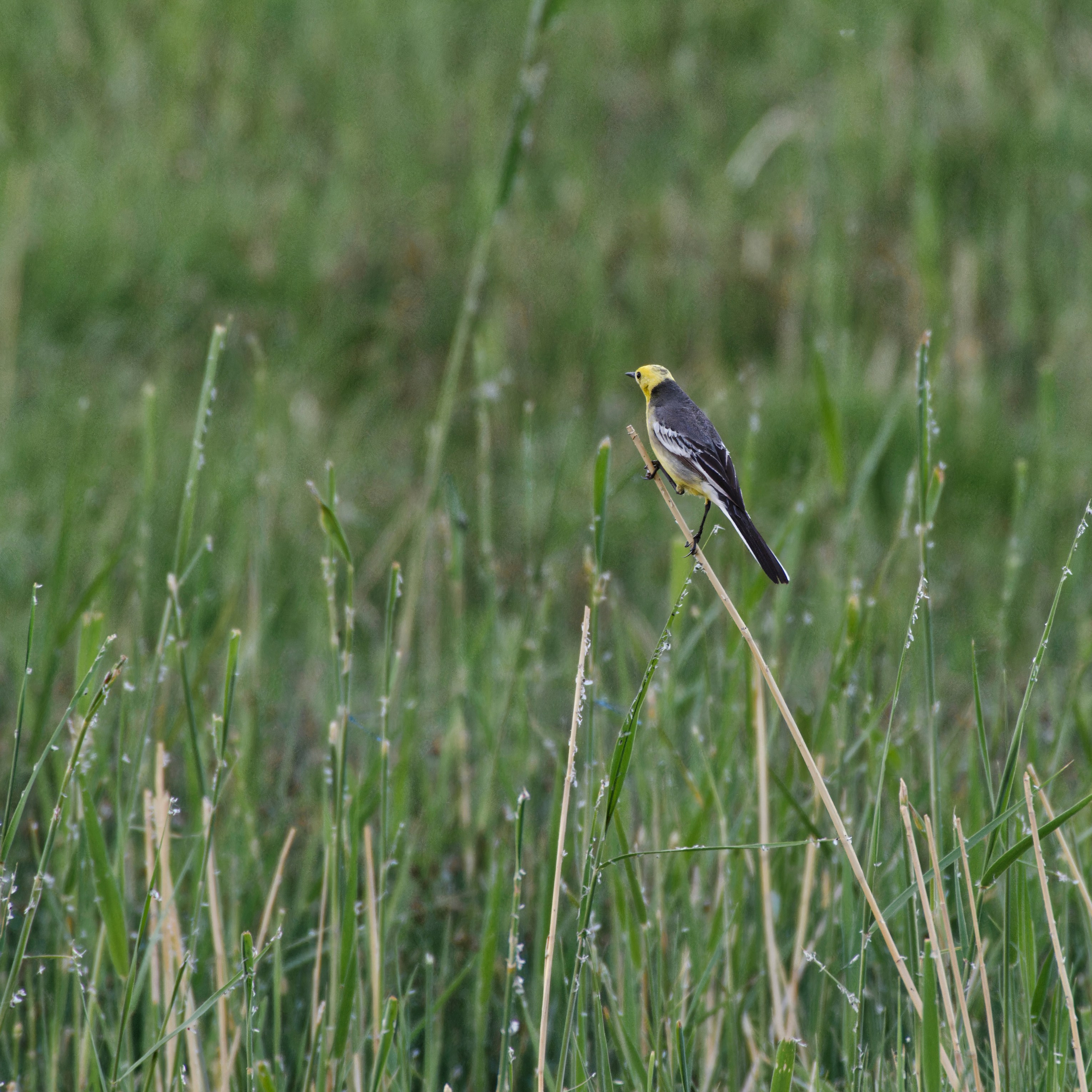 Экспедиция в Монголию (котловина больших озер). Семоха Валерий. Фотограф