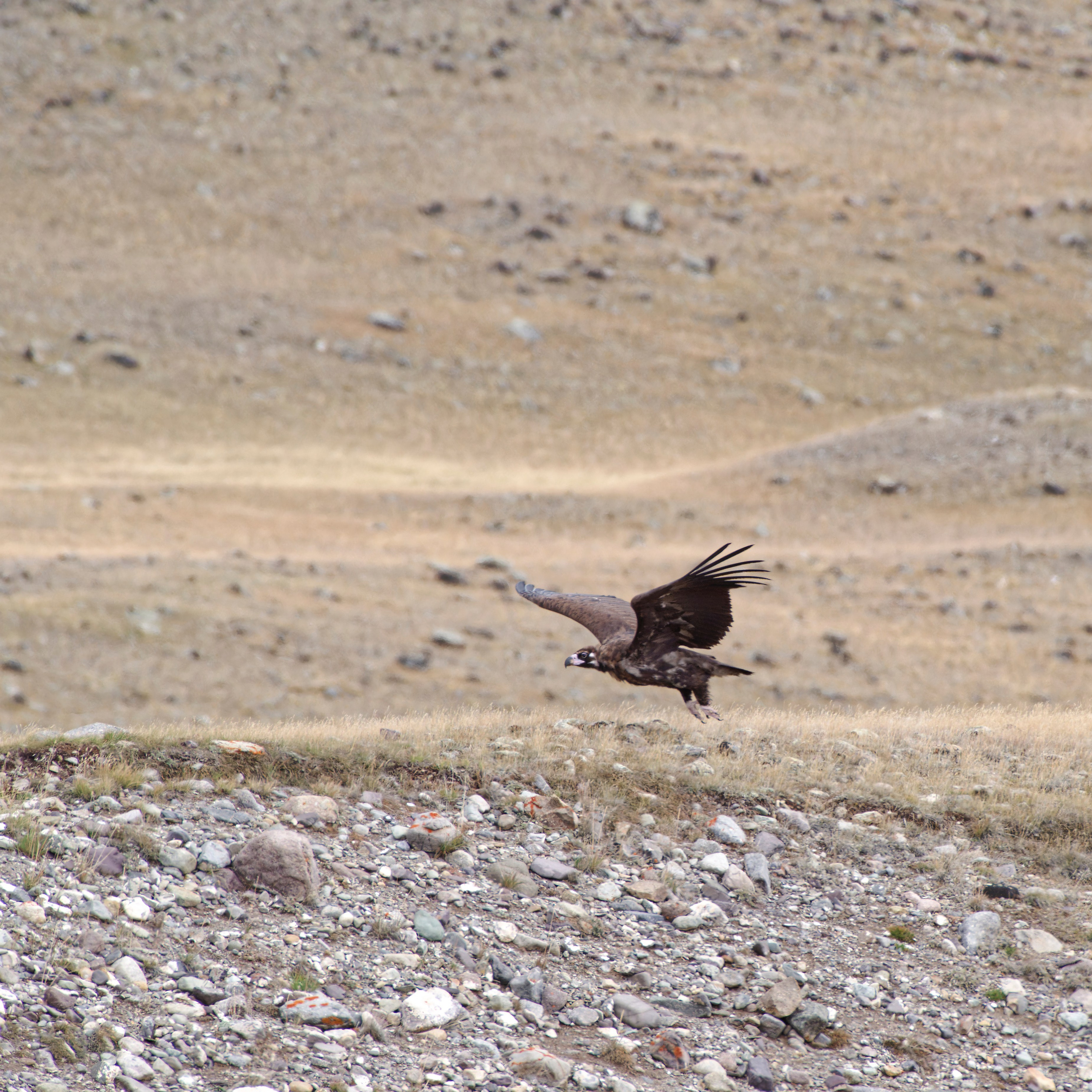 Путешествие по южному Алтаю. Семоха Валерий. Фотограф
