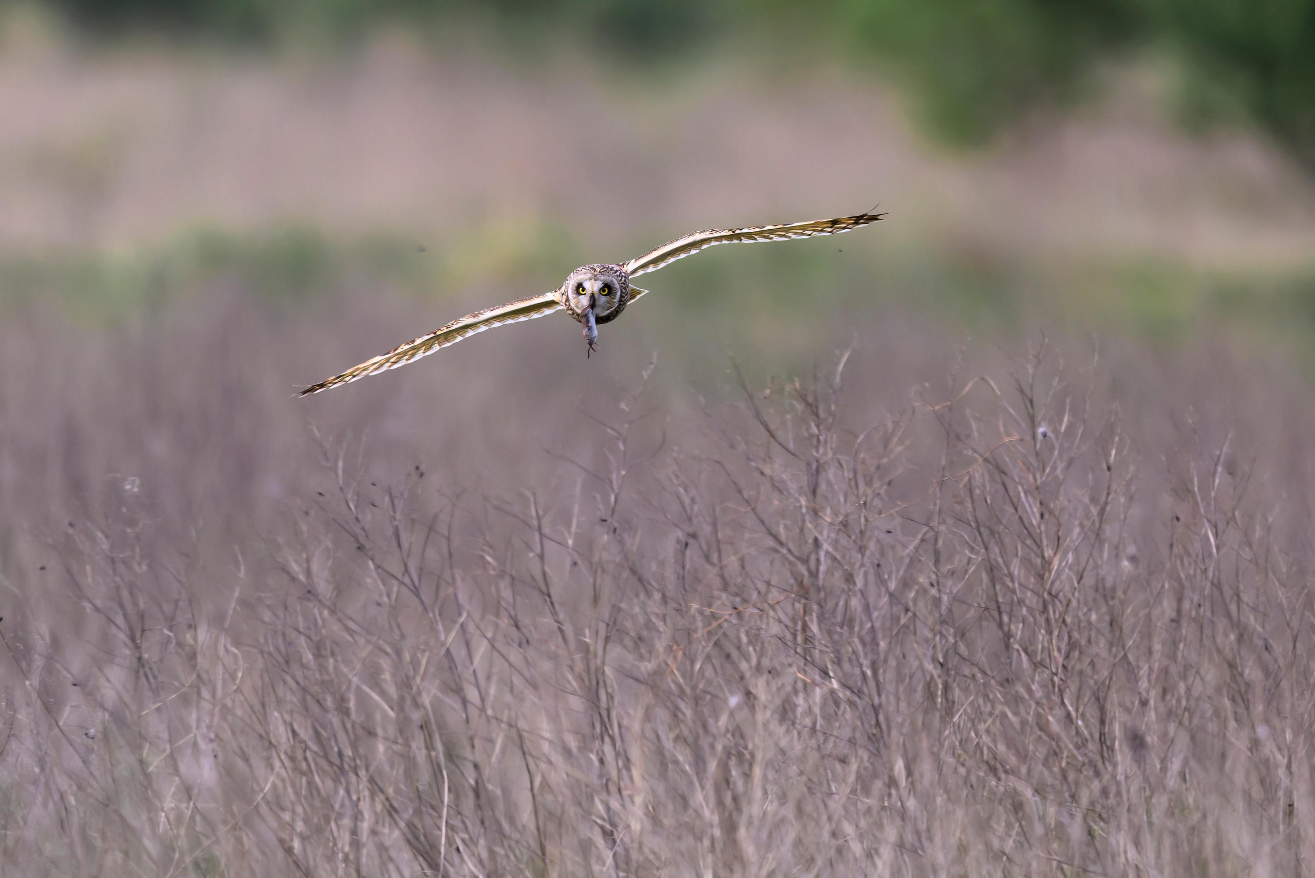 Охота сов и схватка с лунем. Фотограф Сергей Пупонин