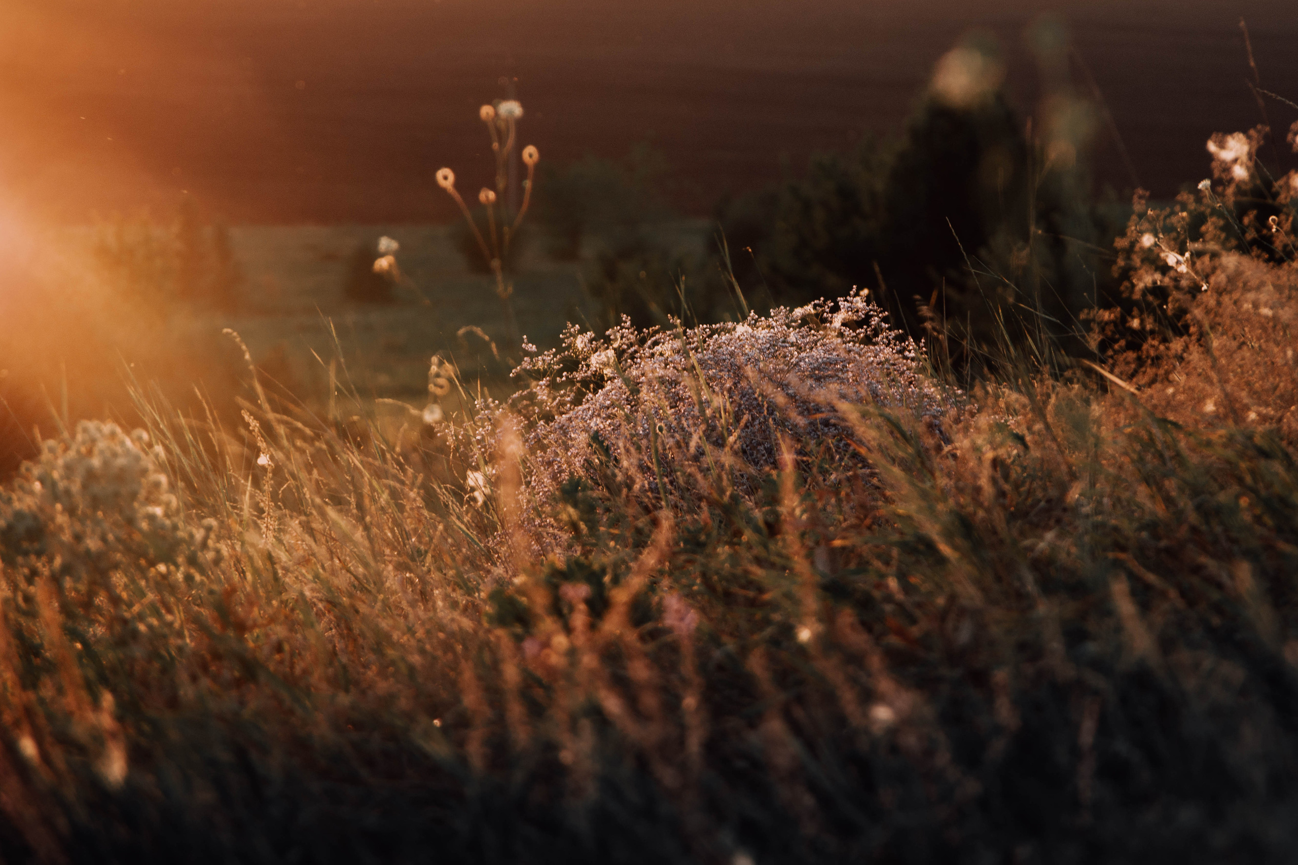Дмитрий и Лорена. Фотосессия в поле. Семейный фотограф Пятигорск, Кисловодск, Эльбрус. Марина Вяликова
