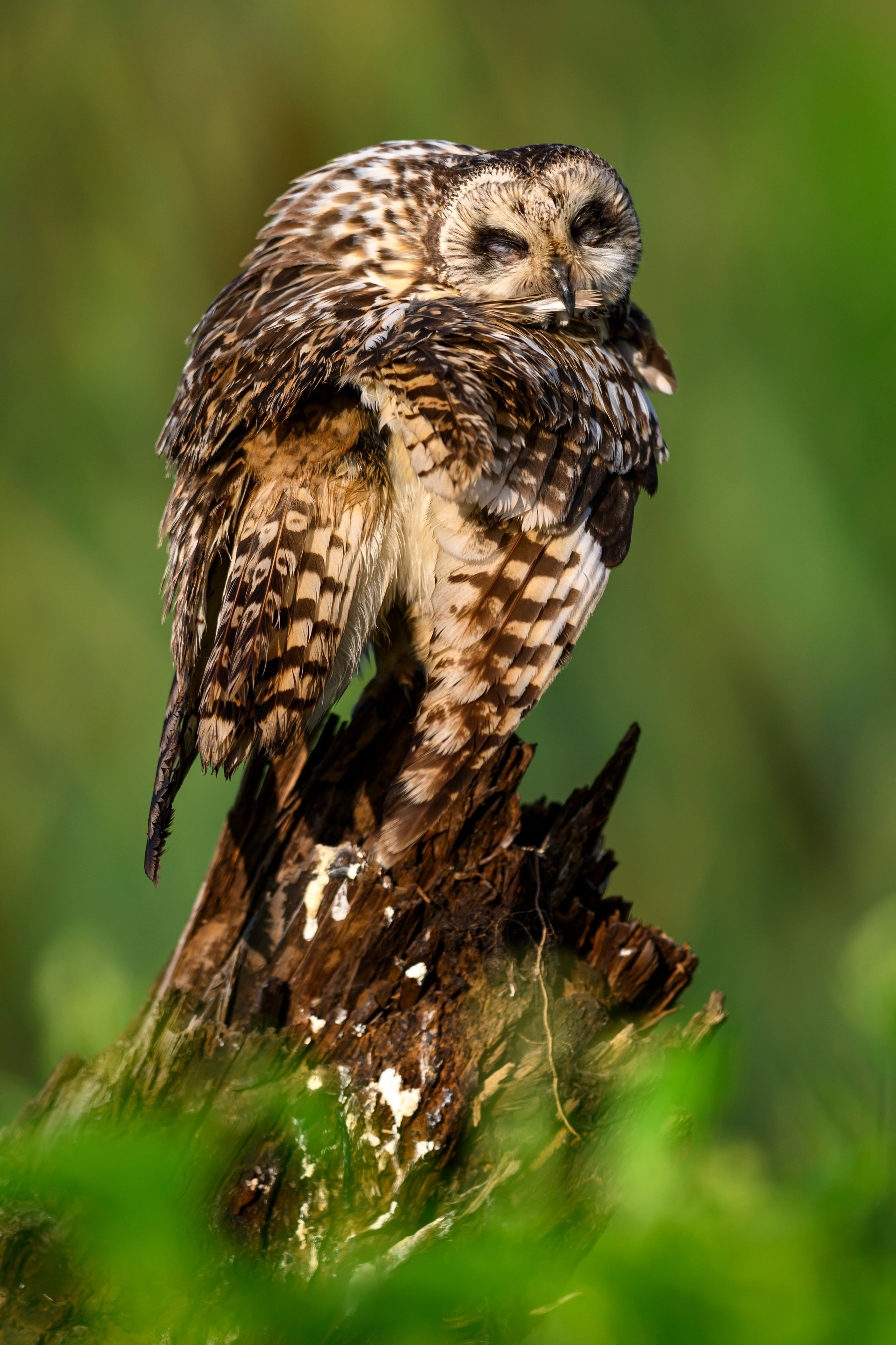 Сова на рассвете. Owl at dawn. Wildlife photography by Sergey Puponin