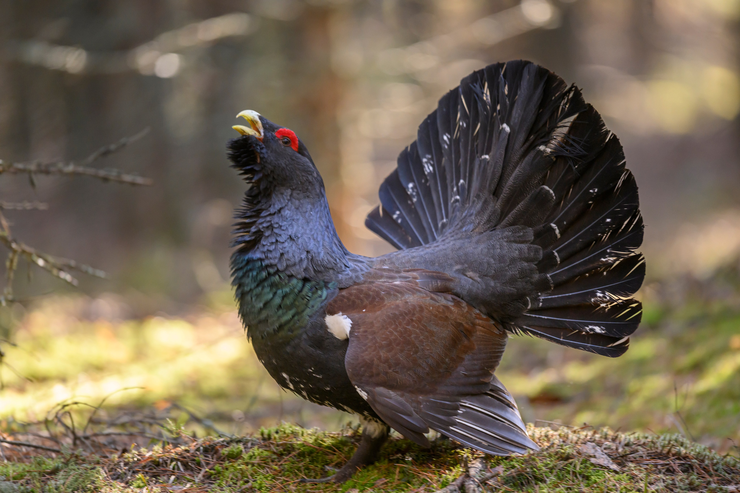 Глухарь / Wood grouse. Фотограф Сергей Пупонин