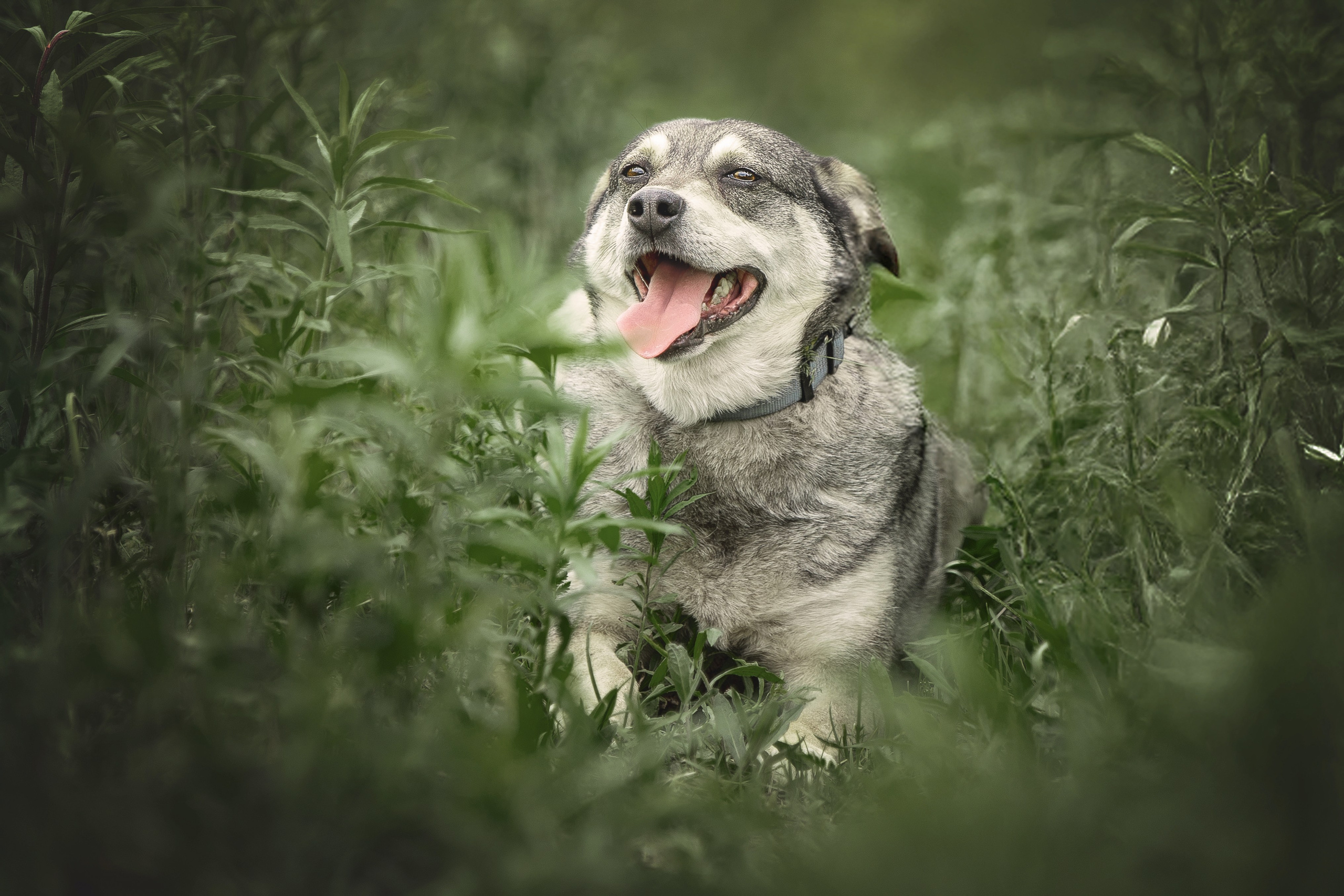 ИЩУТ ДОМ. Фотограф-анималист в Москве и Подмосковье
