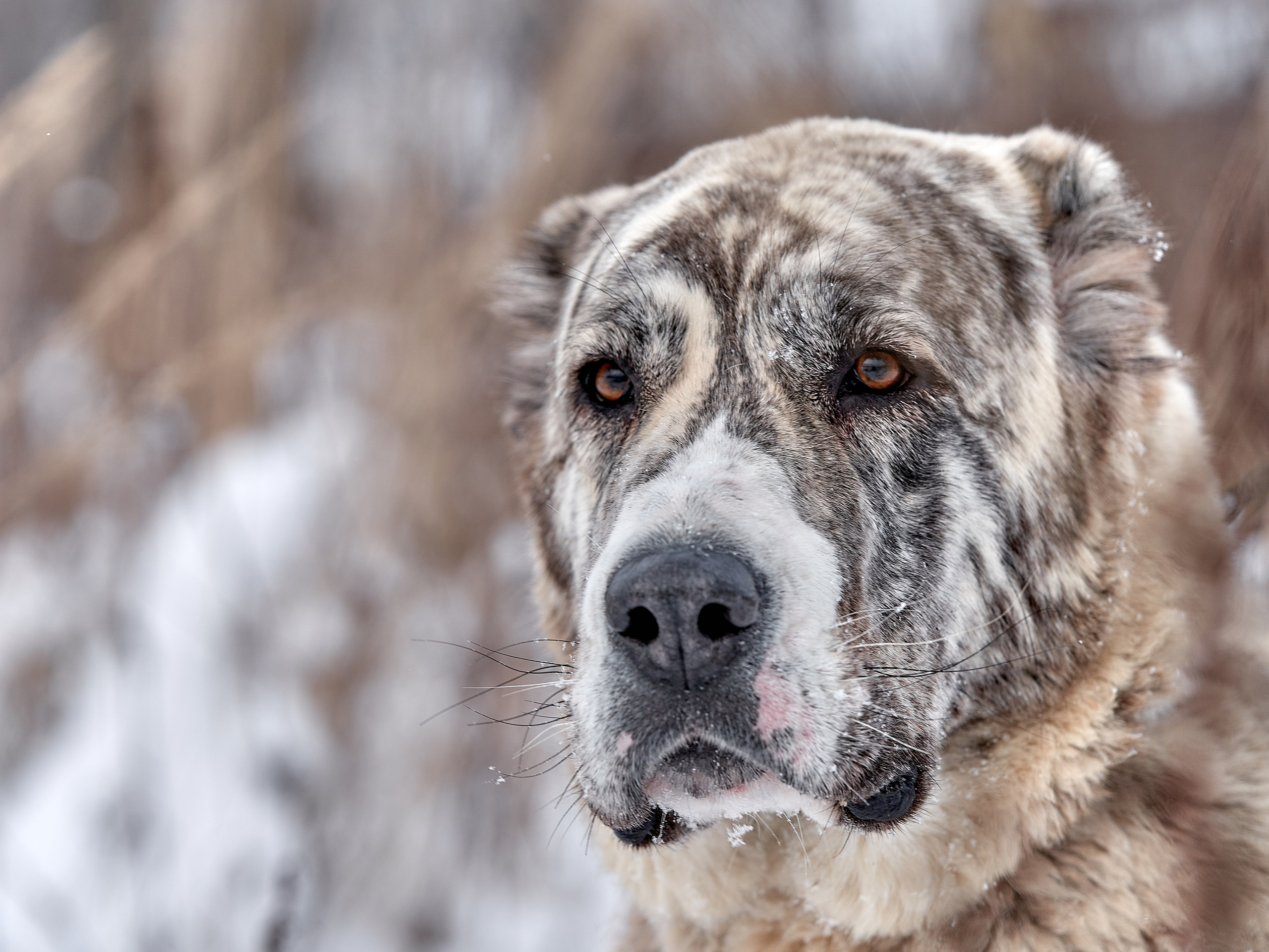 Фото собаки породы среднеазиатская овчарка зимой на природе