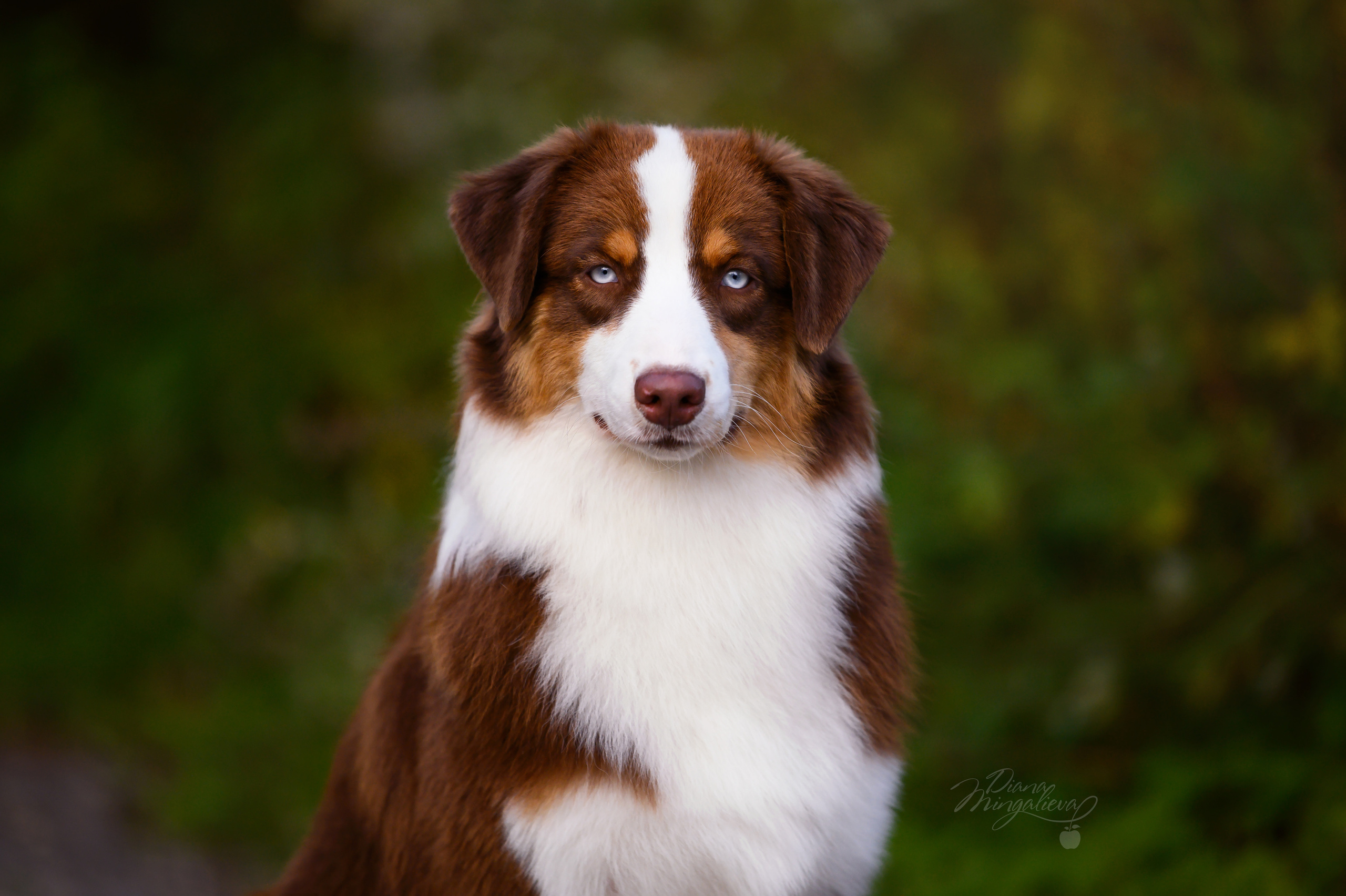 ТОКИО. Питомник австралийских овчарок «APPLEDORE»