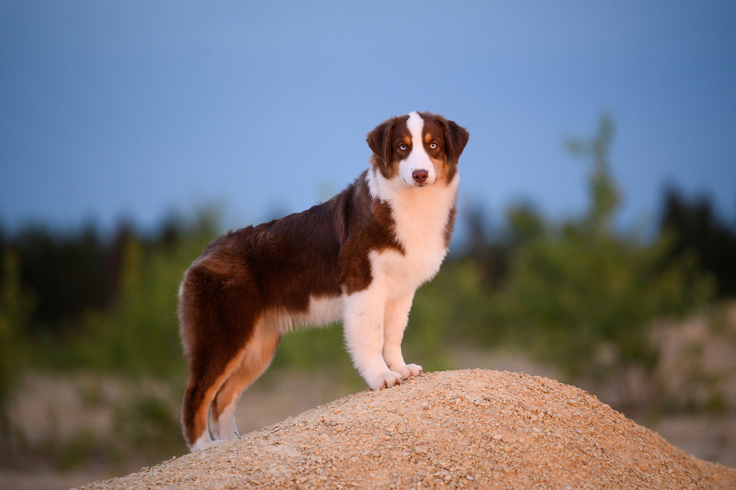 ТОКИО. Питомник австралийских овчарок «APPLEDORE»