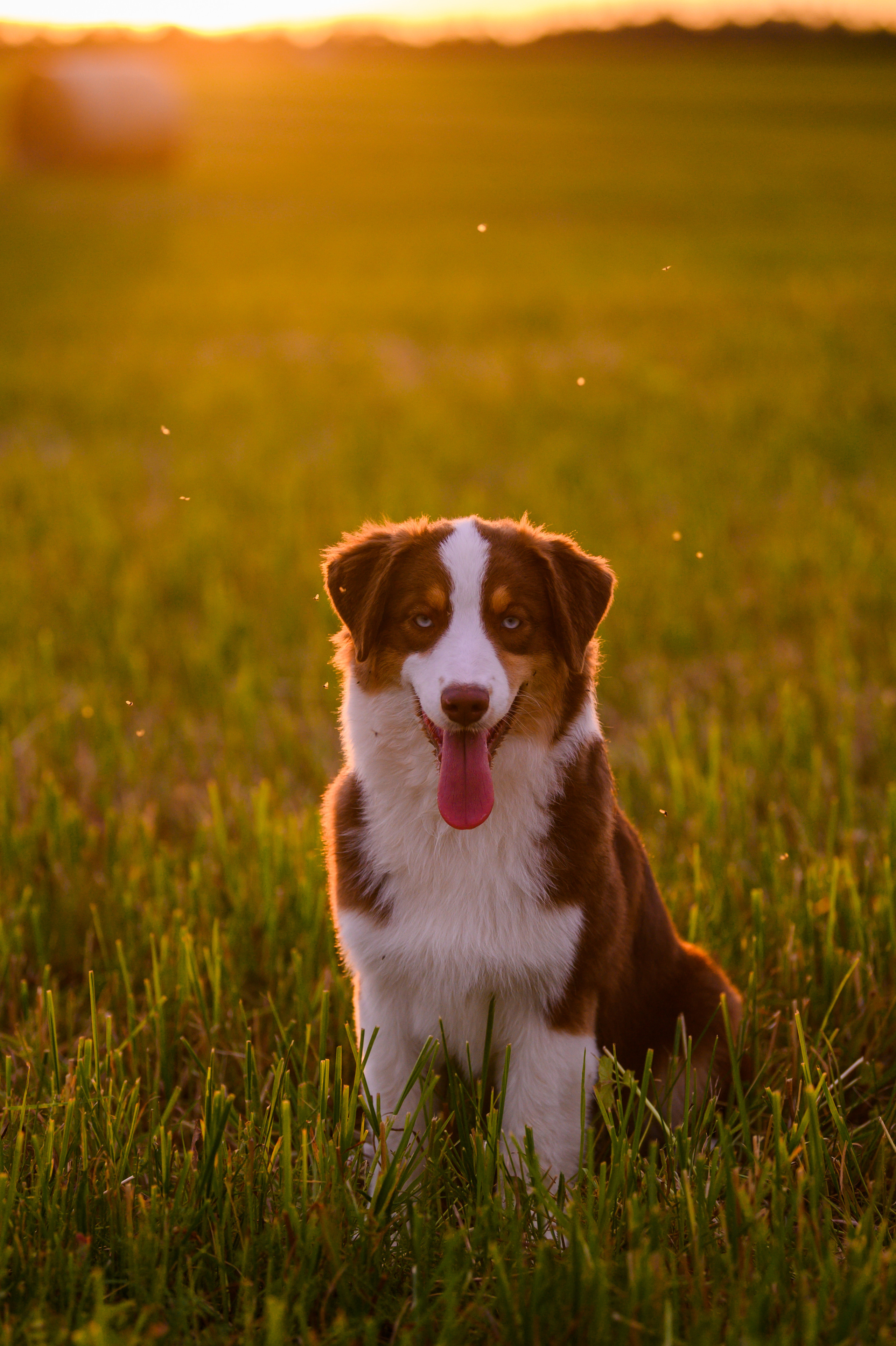 ТОКИО. Питомник австралийских овчарок «APPLEDORE»