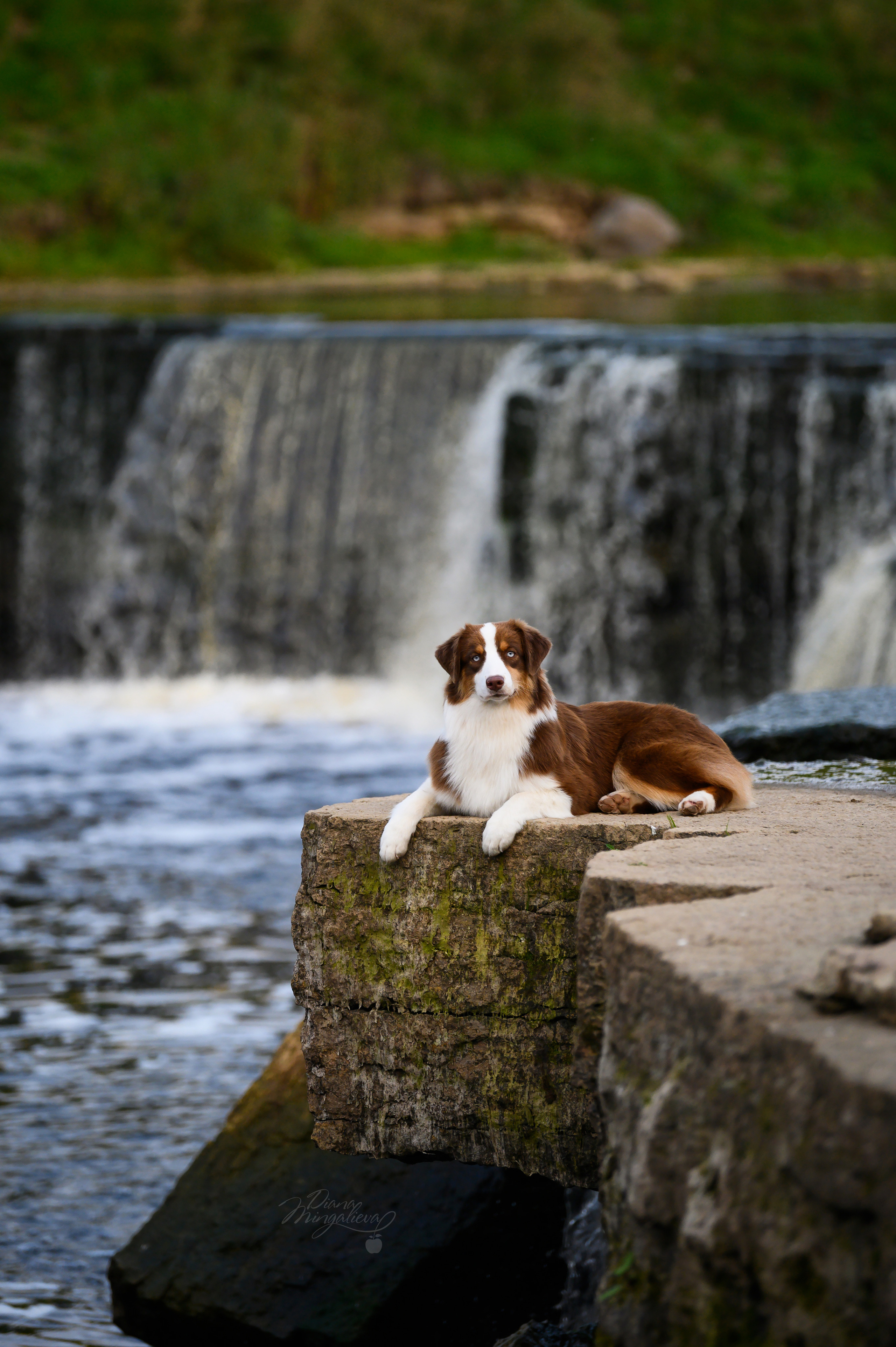 ТОКИО. Питомник австралийских овчарок «APPLEDORE»