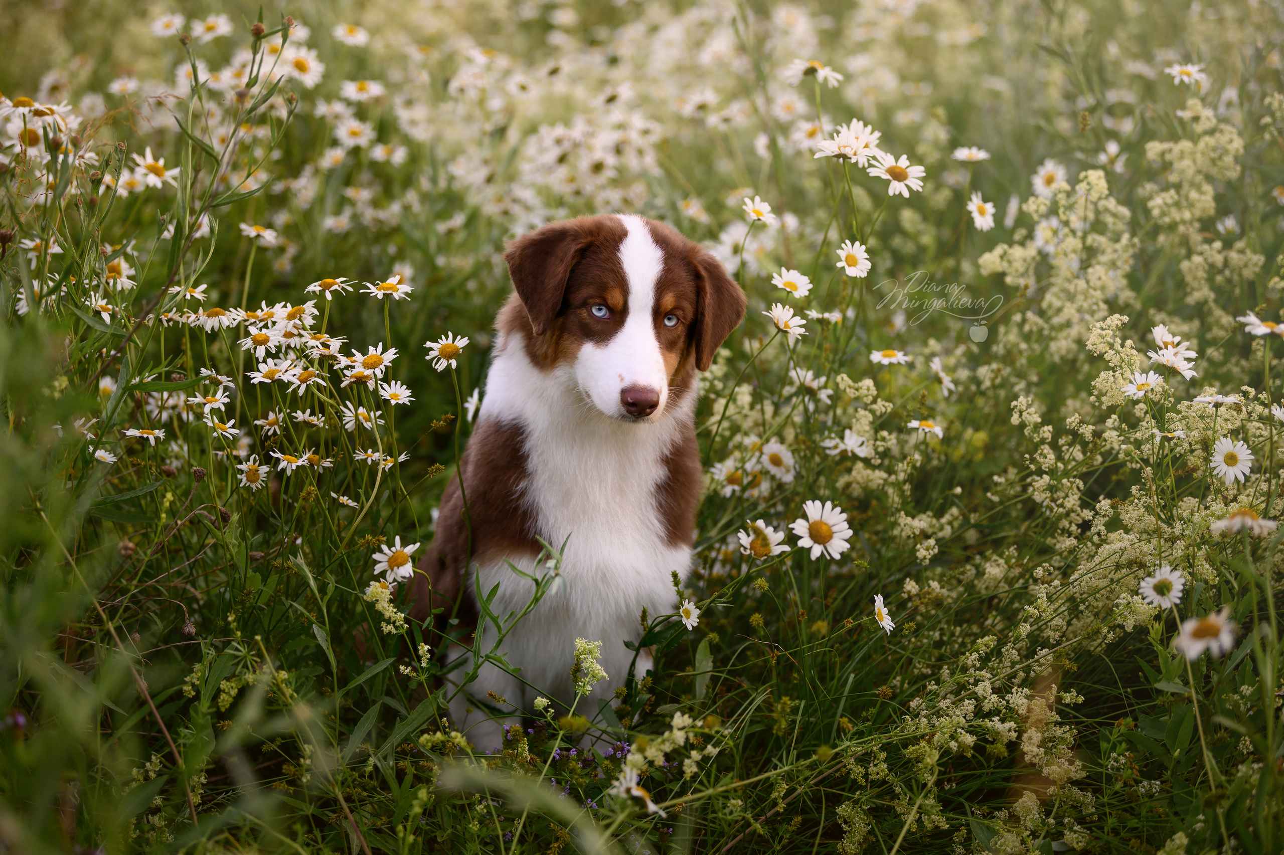 ТОКИО. Питомник австралийских овчарок «APPLEDORE»