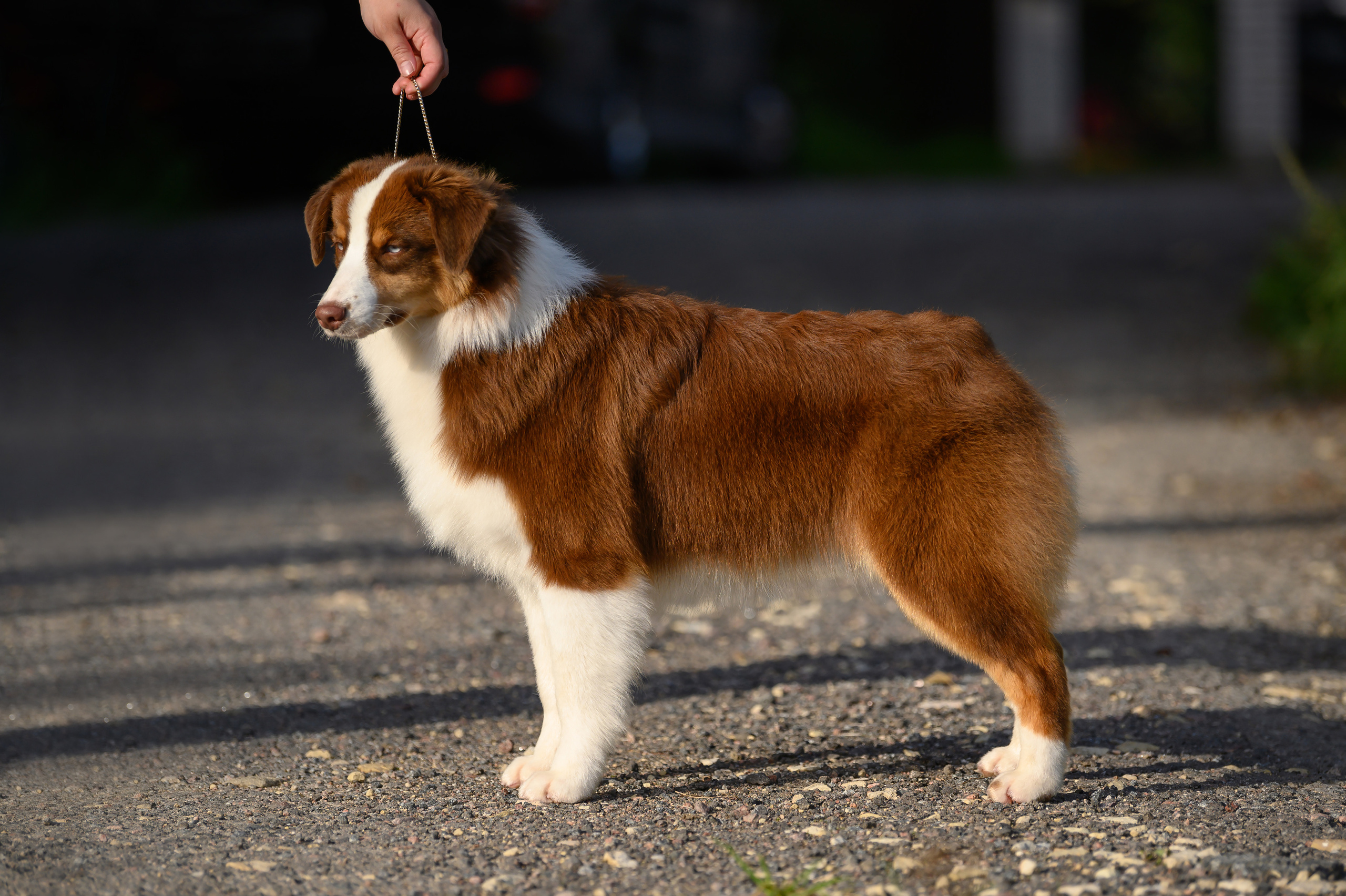 ТОКИО. Питомник австралийских овчарок «APPLEDORE»