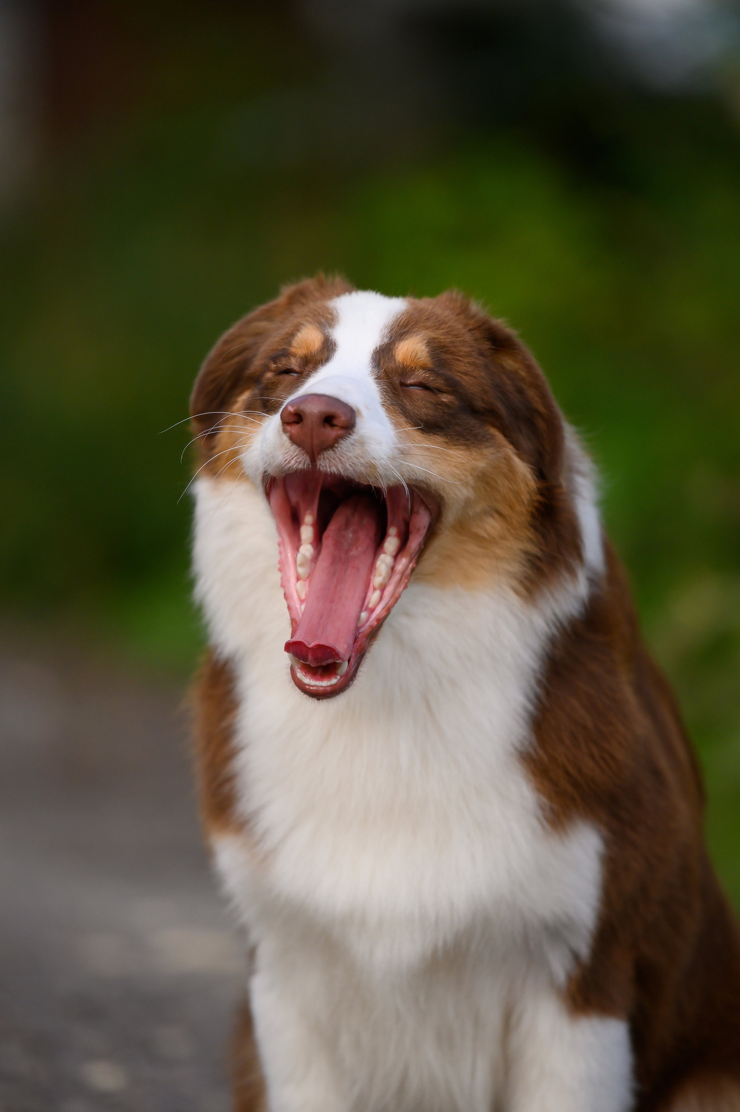 ТОКИО. Питомник австралийских овчарок «APPLEDORE»