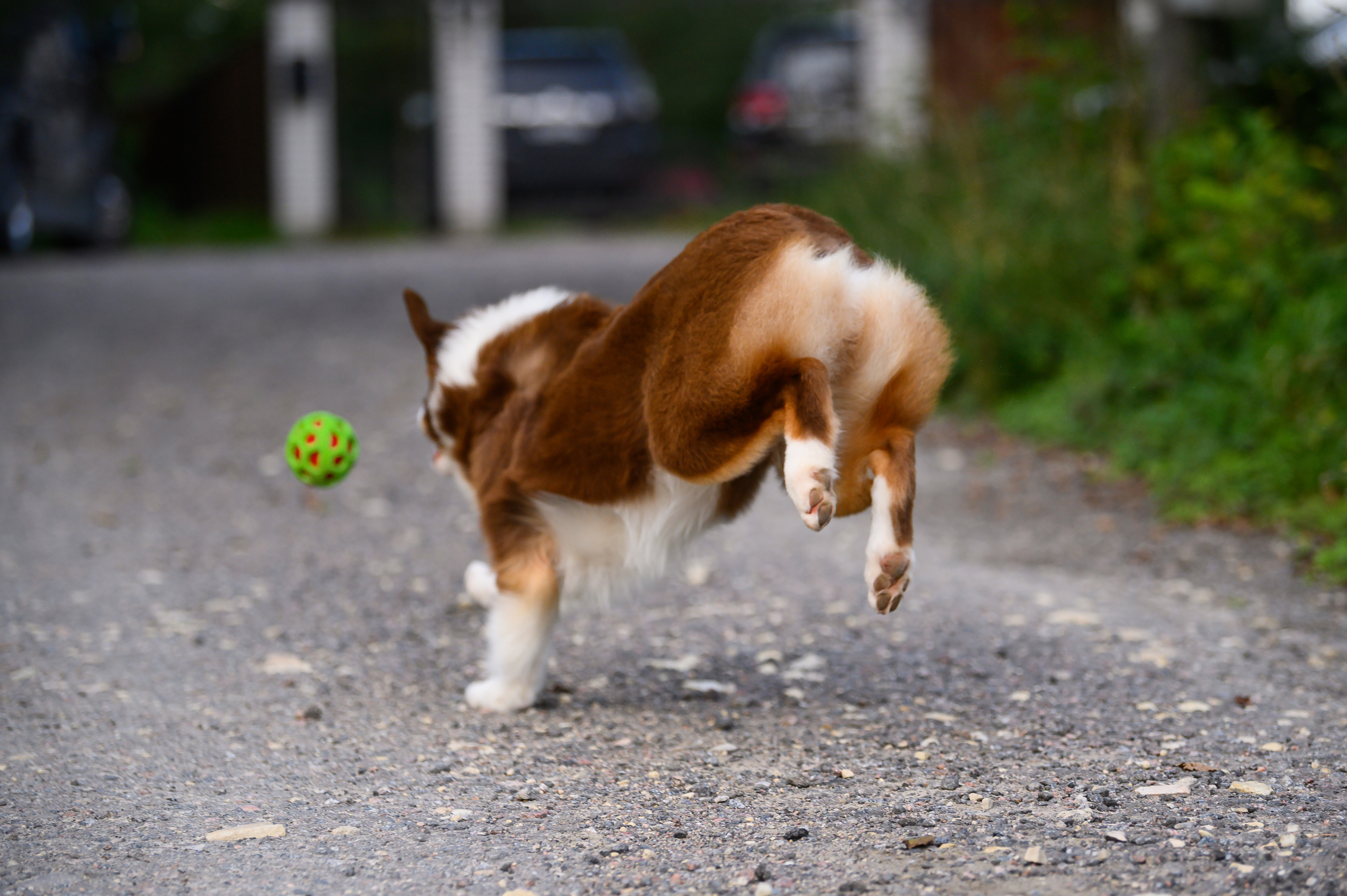 ТОКИО. Питомник австралийских овчарок «APPLEDORE»