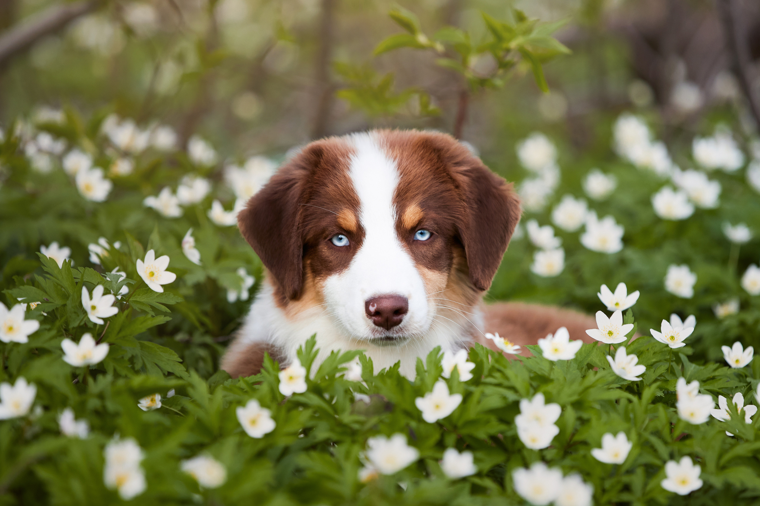 ТОКИО. Питомник австралийских овчарок «APPLEDORE»