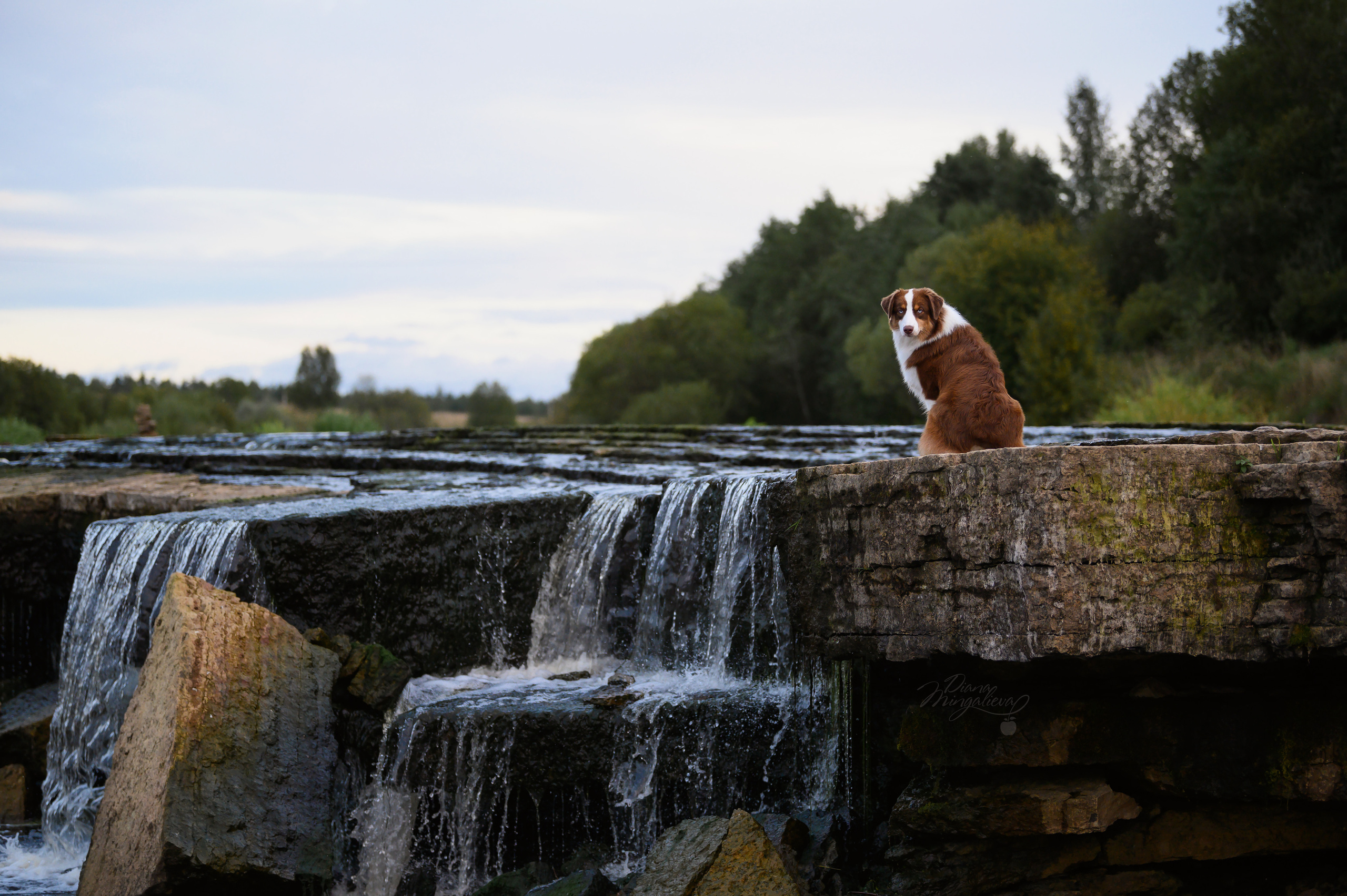 ТОКИО. Питомник австралийских овчарок «APPLEDORE»