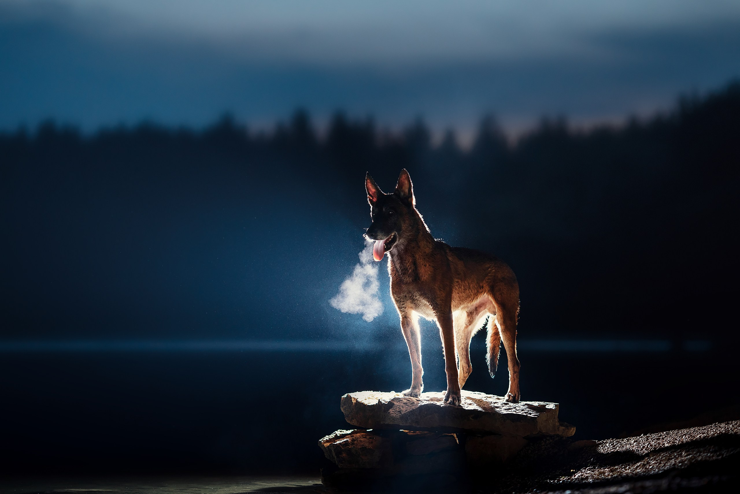 Фотограф-анималист Mary Mart — Москва, Питер