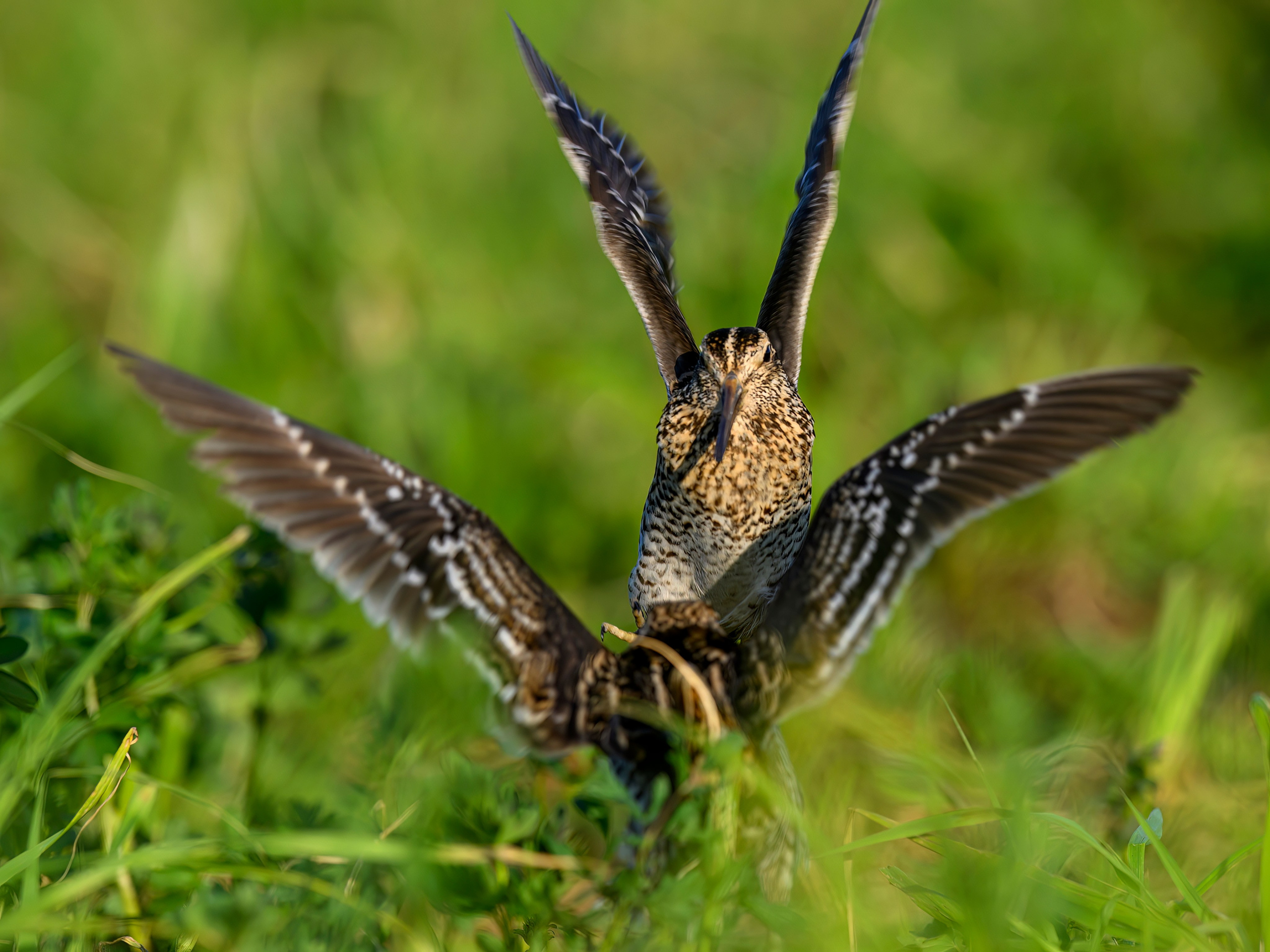 Дупелиный ток: настоящие гусары!. Фотограф Сергей Пупонин