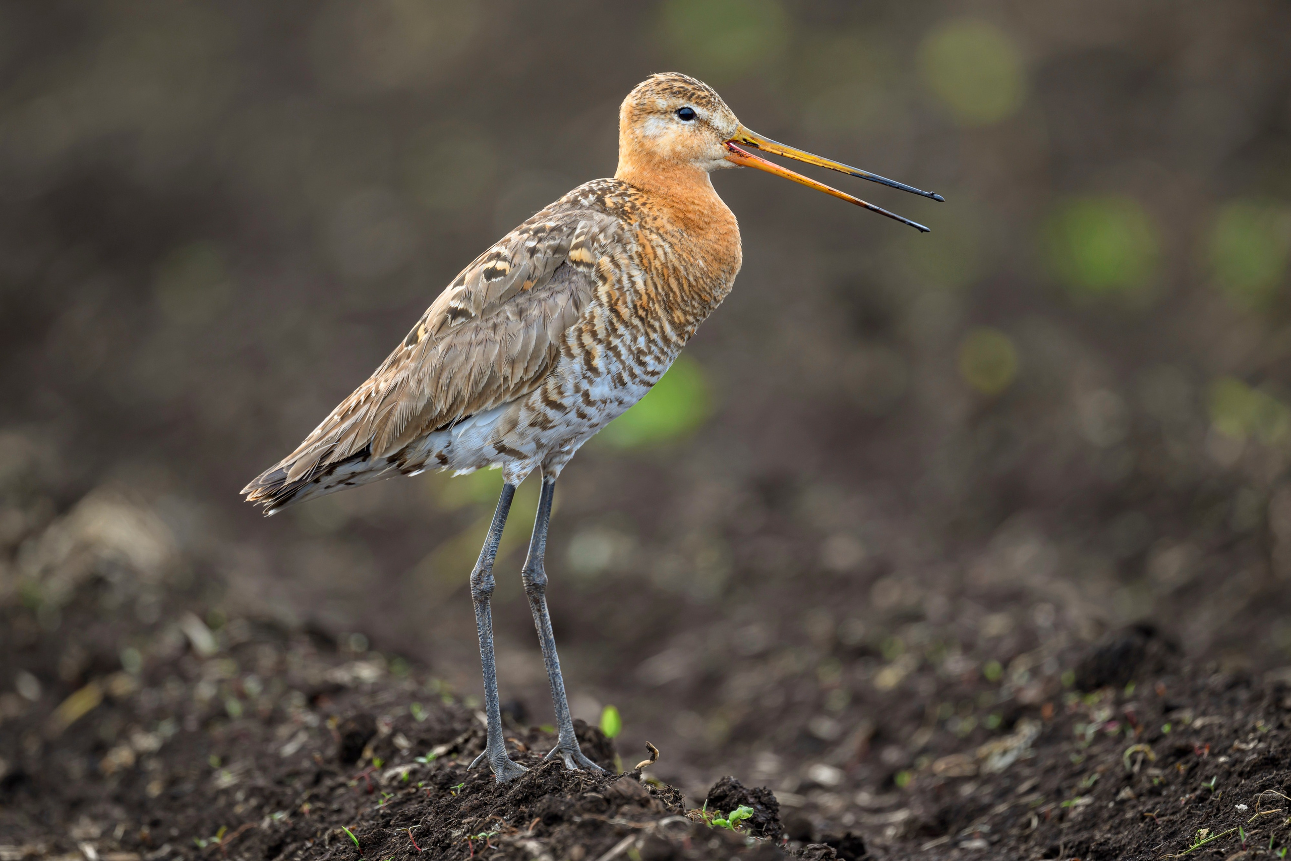 Веретенник и скворцы. Wildlife photography by Sergey Puponin