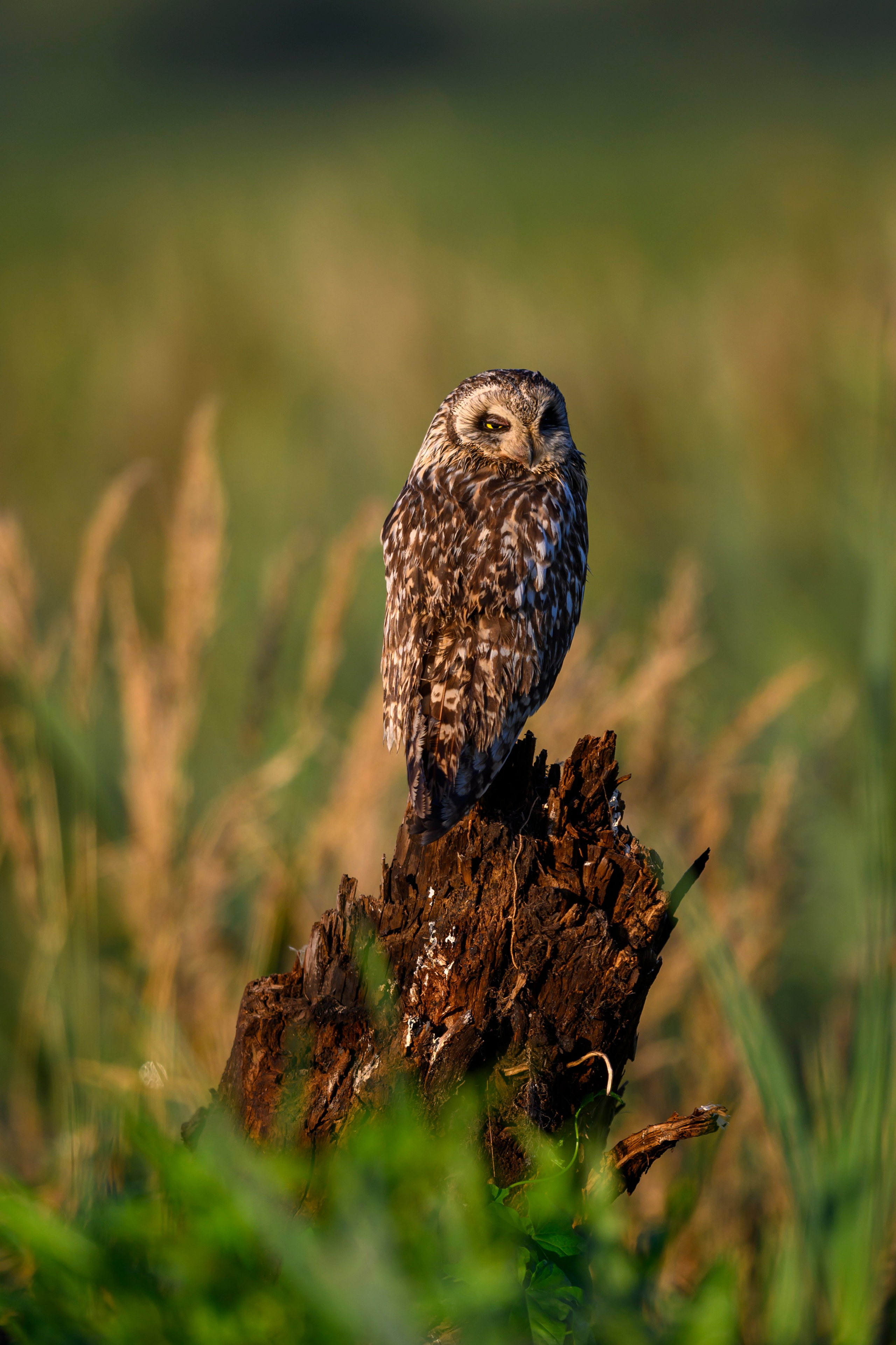 Портреты совы. Owl Portraits. Wildlife photography by Sergey Puponin