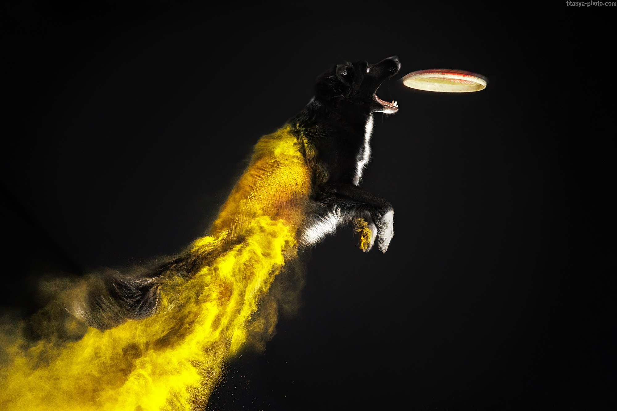 Фотограф собак, фотограф-анималист Аня Титова (Titanya). Москва