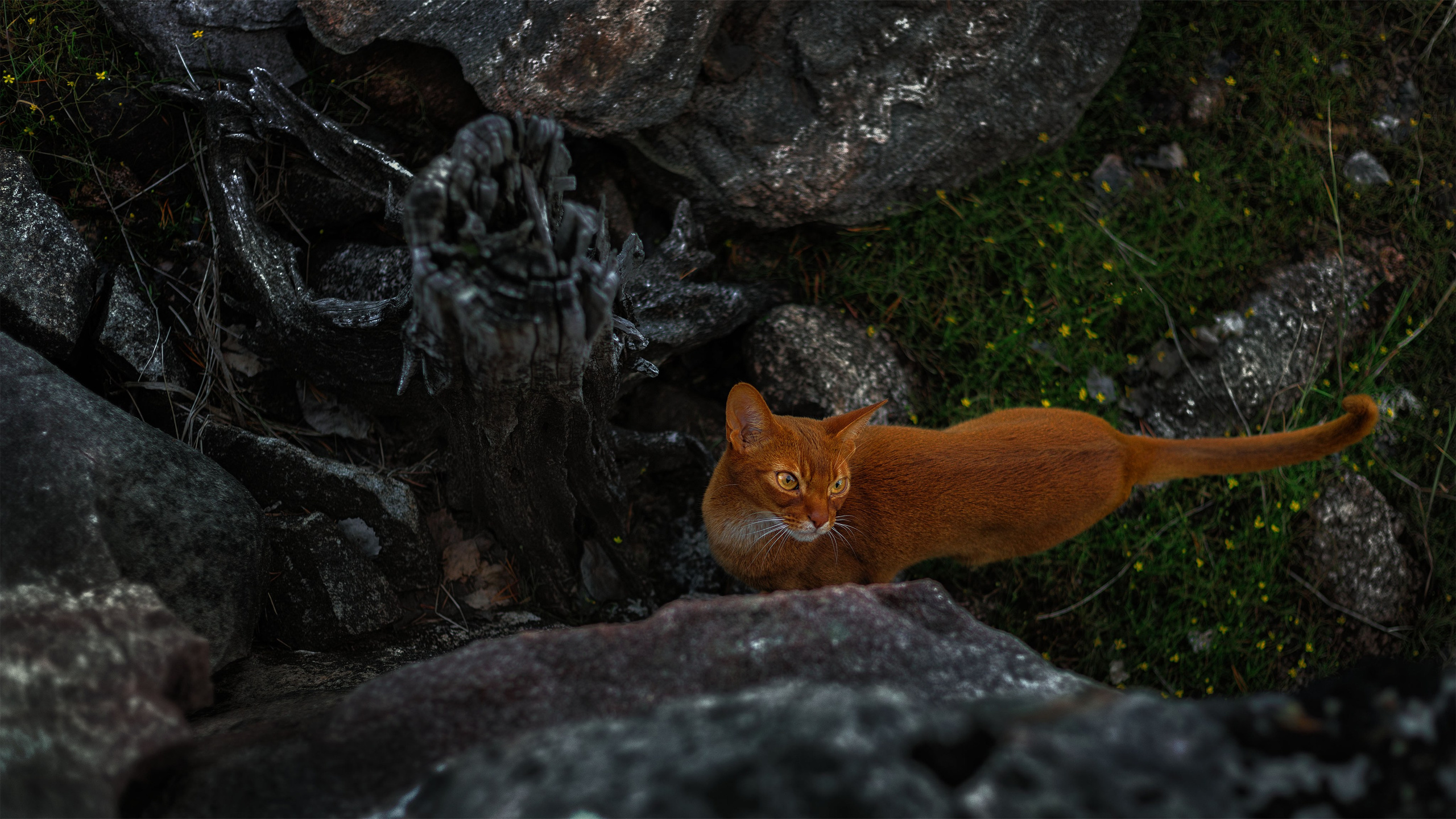 Котики. Сайт фотографа Елены Михайловой. Фотосессии на пленэре в Сестрорецке