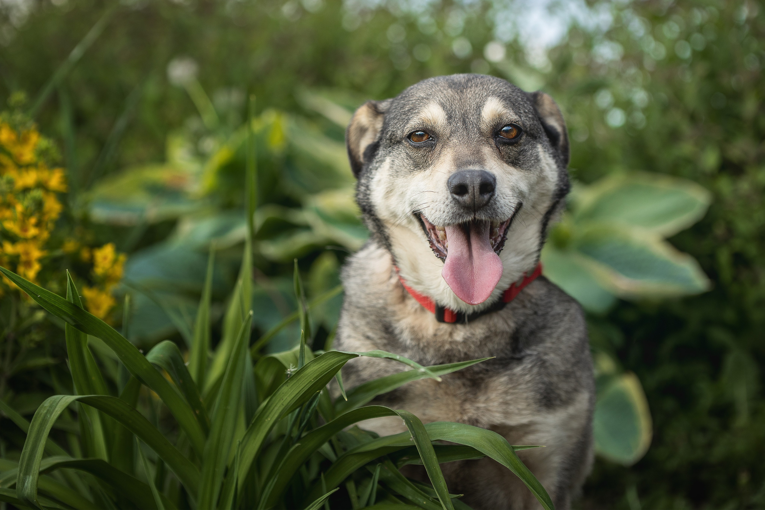 ИЩУТ ДОМ. Фотограф-анималист в Москве и Подмосковье