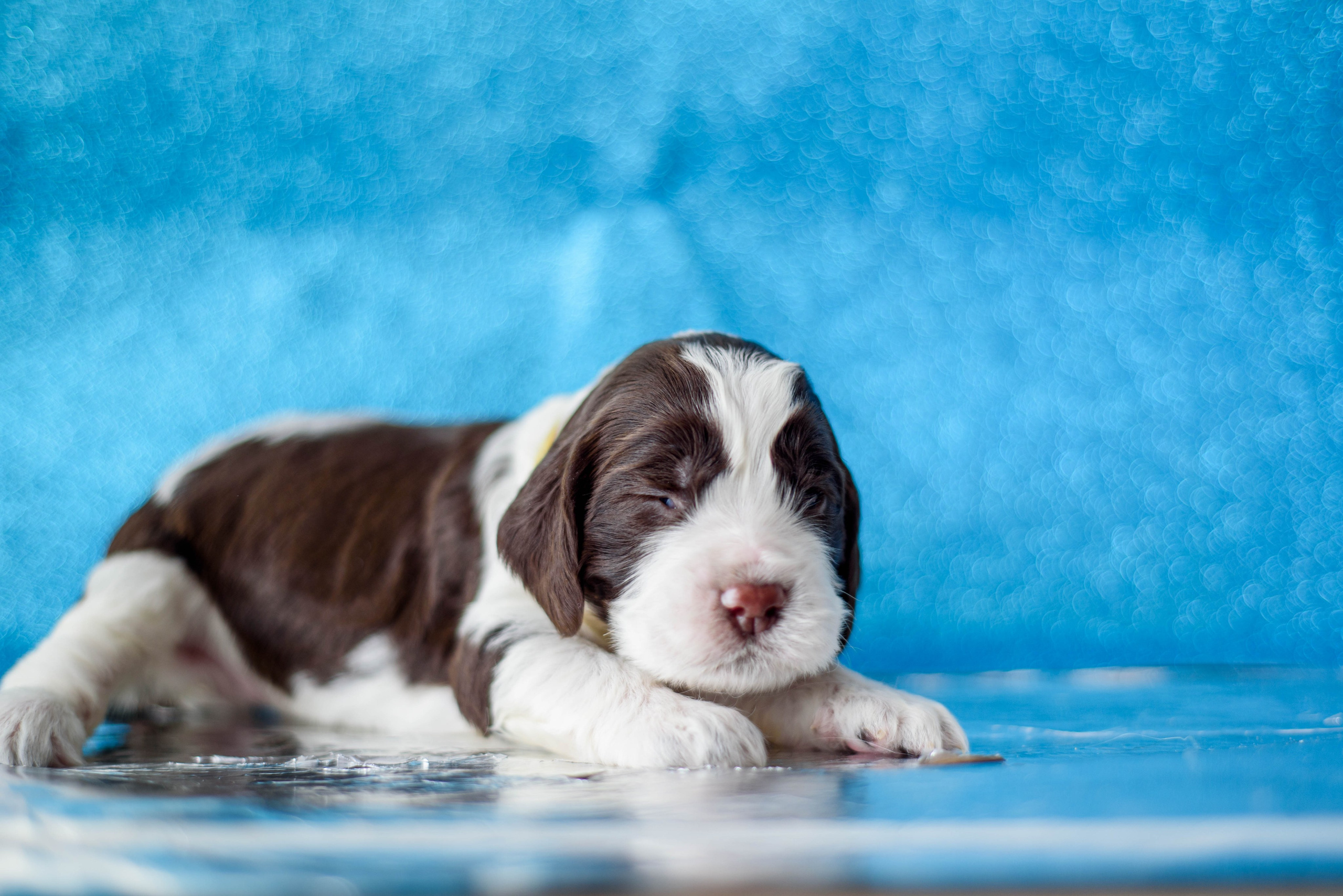 Щенки Вестмур. Дубль2. Мотофотограф в Нижнем Новгороде Динара Зуйкова
