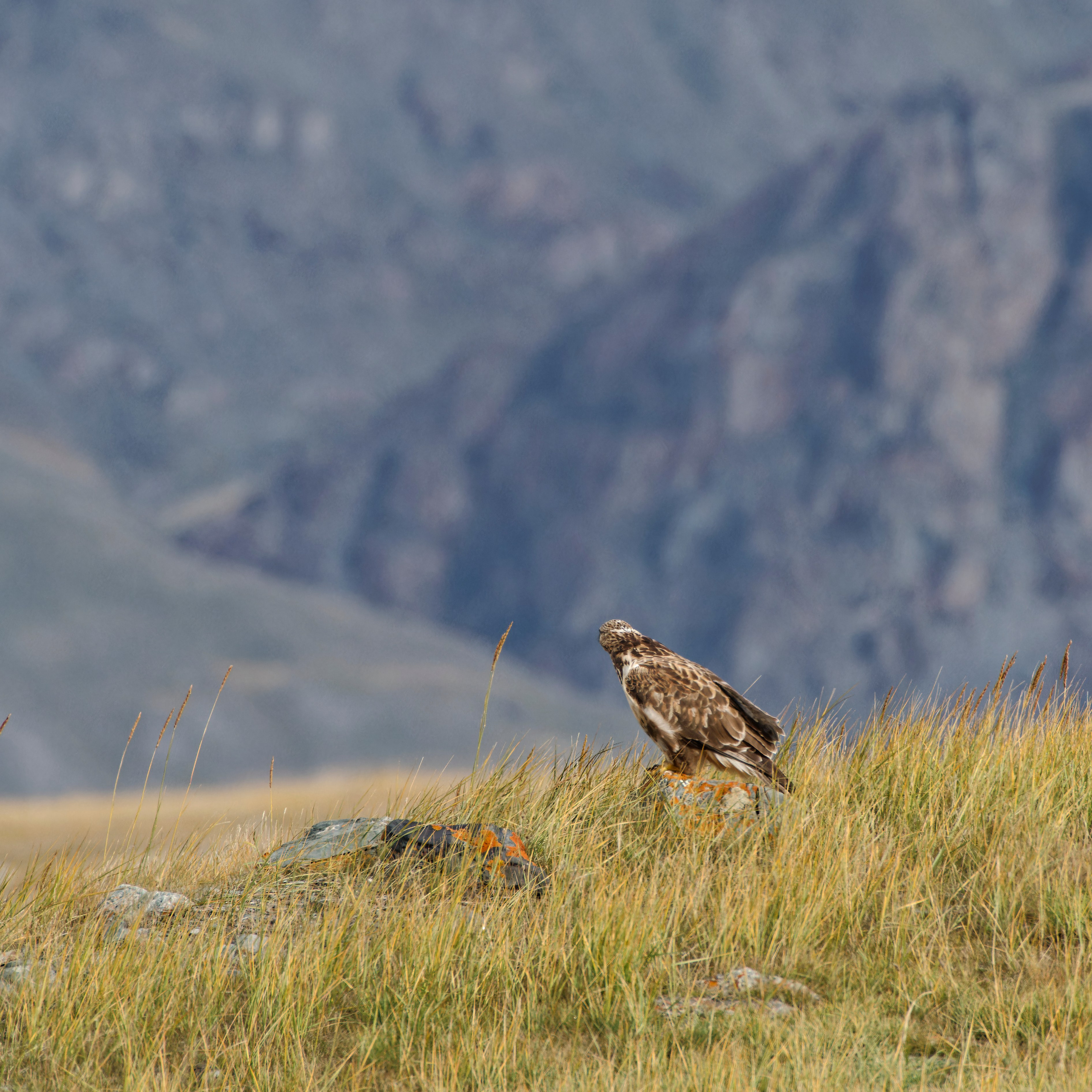 Путешествие по южному Алтаю. Семоха Валерий. Фотограф