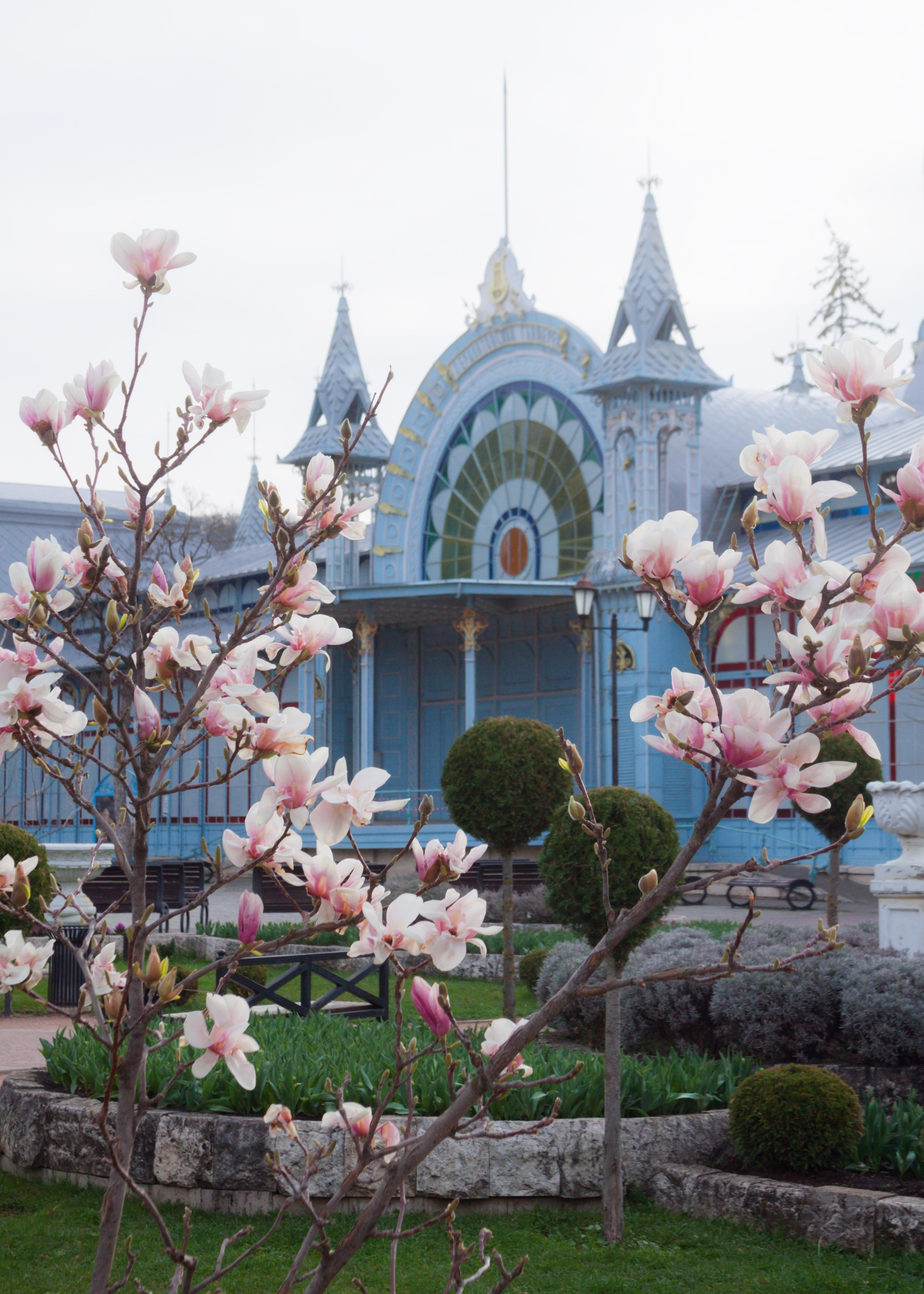 Как цветёт магнолия в Пятигорске. Пейзажный и архитектурный фотограф юга России