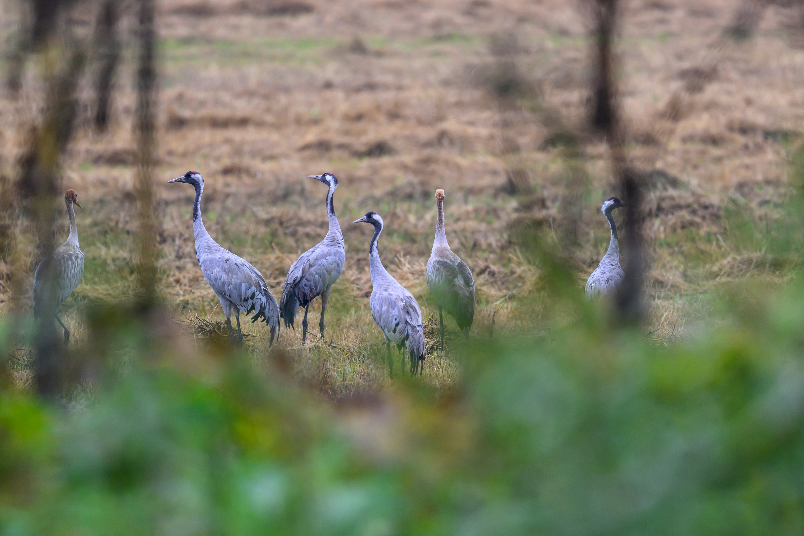 Журавли опять мимо. The cranes are passing by again. Фотограф Сергей Пупонин