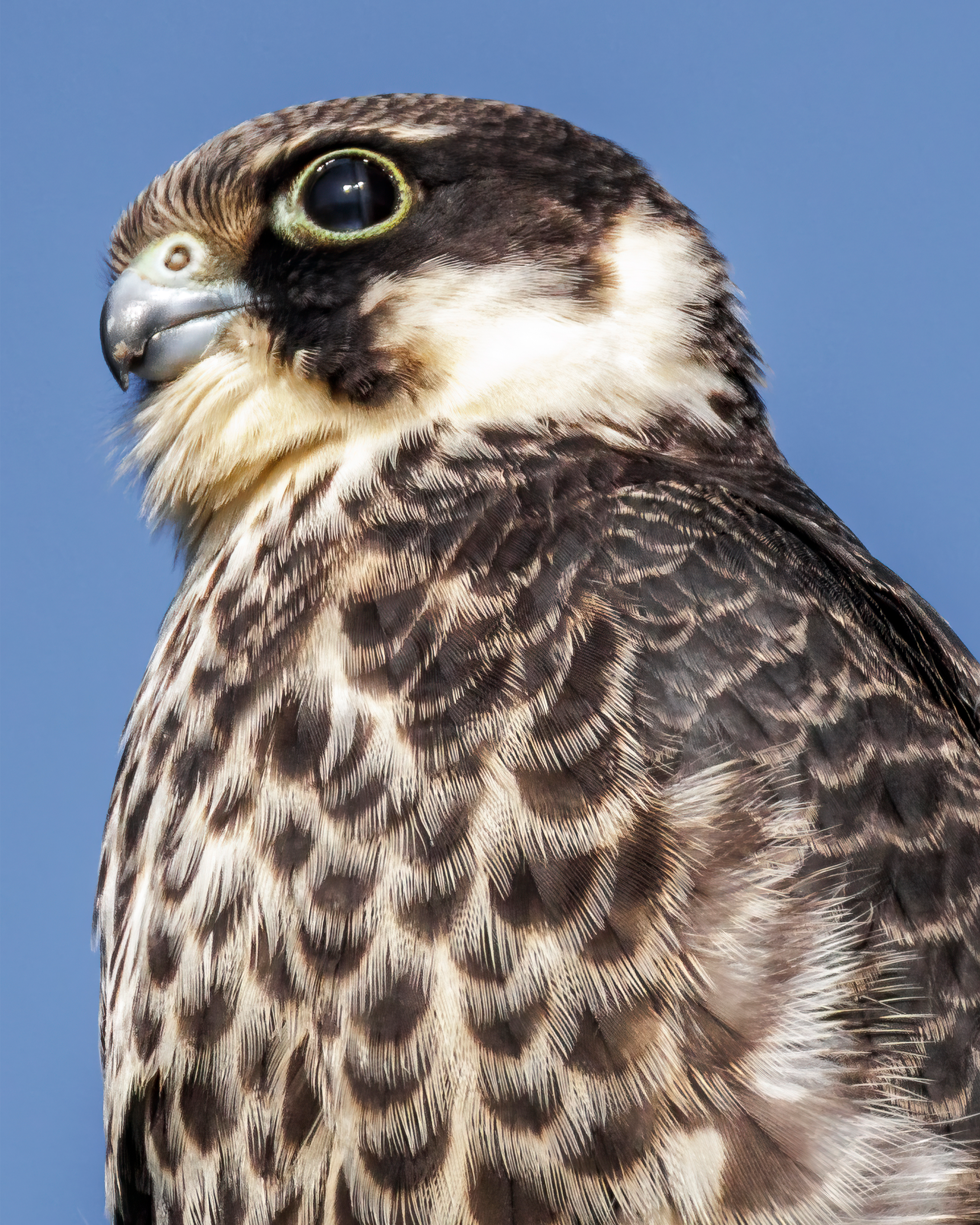 Фотограф дикой природы Роман Исаенков
