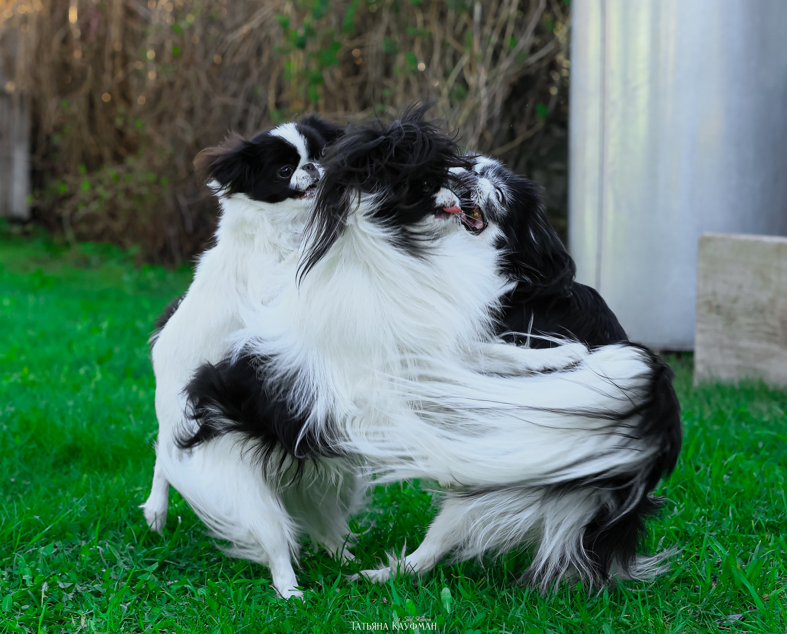Японский хин, фотография японский хин, собака в цветах, красивая собака, фотограф анималист, фотокурс Анималистика, научиться фотографировать собак, фотограф Новосибирск