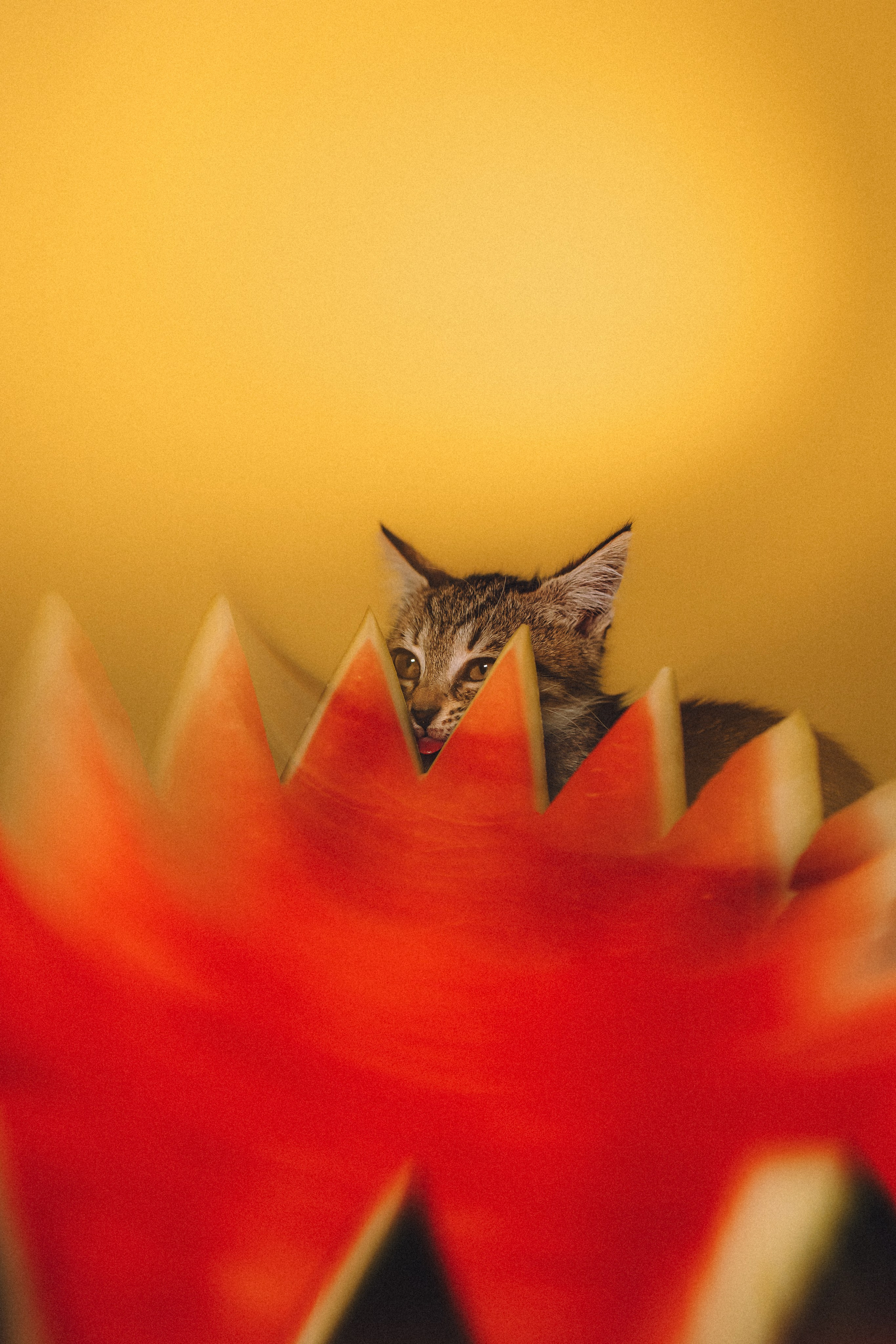 Более 30 идей для фотосессии с котенком