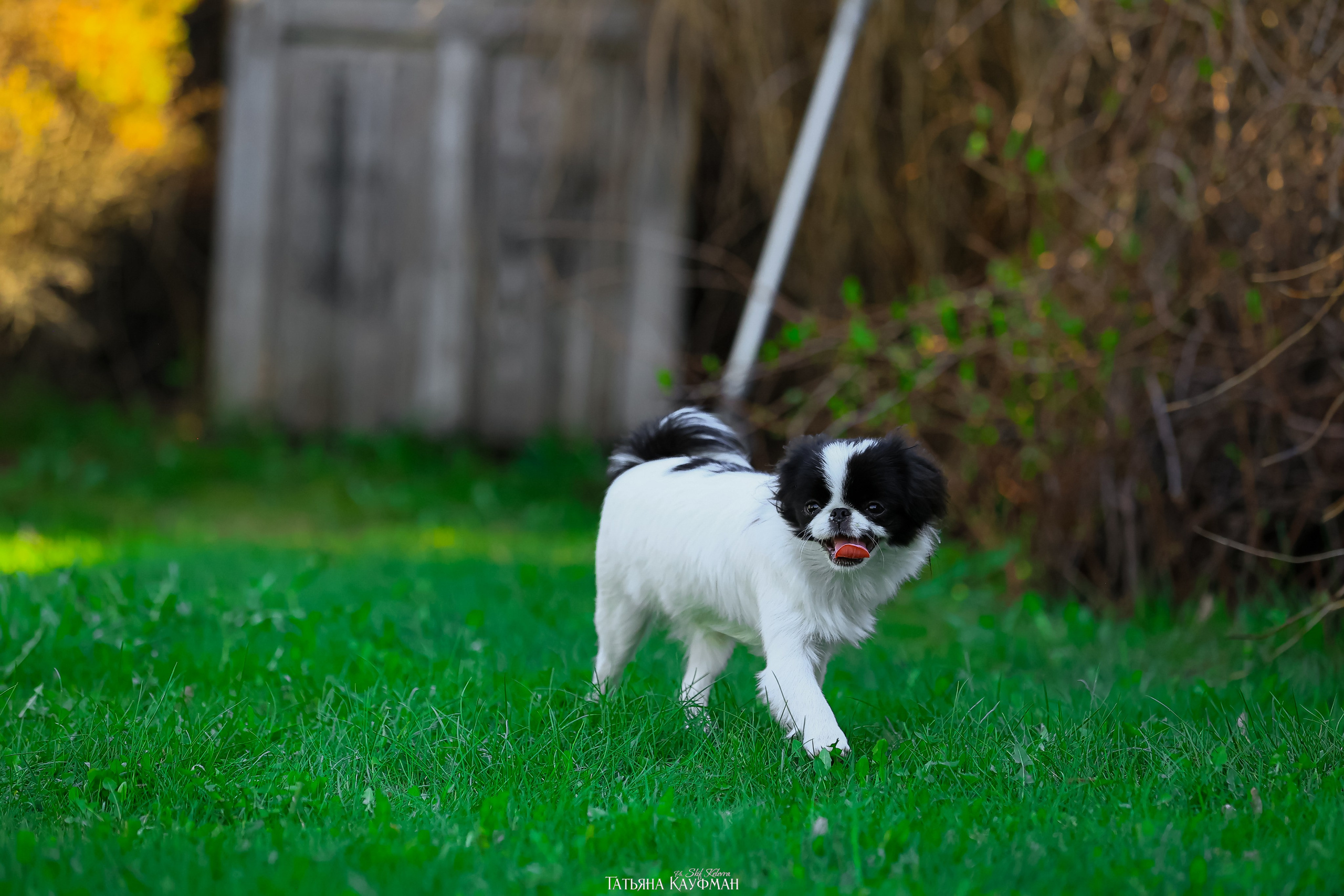 Японский хин, фотография японский хин, собака в цветах, красивая собака, фотограф анималист, фотокурс Анималистика, научиться фотографировать собак, фотограф Новосибирск