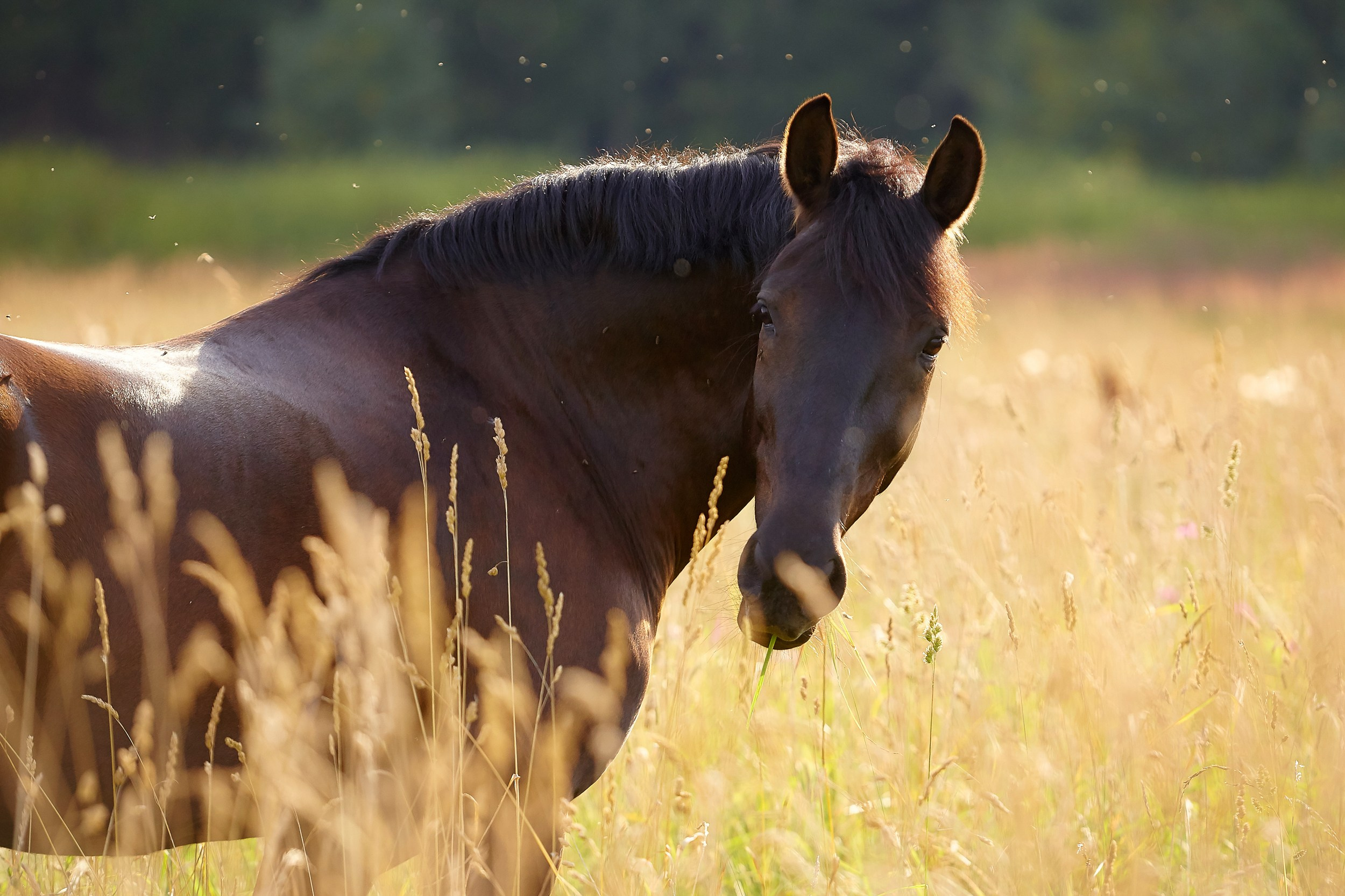 Фотосессия с лошадьми Фотограф Михаил Семенов, г. Ярославль