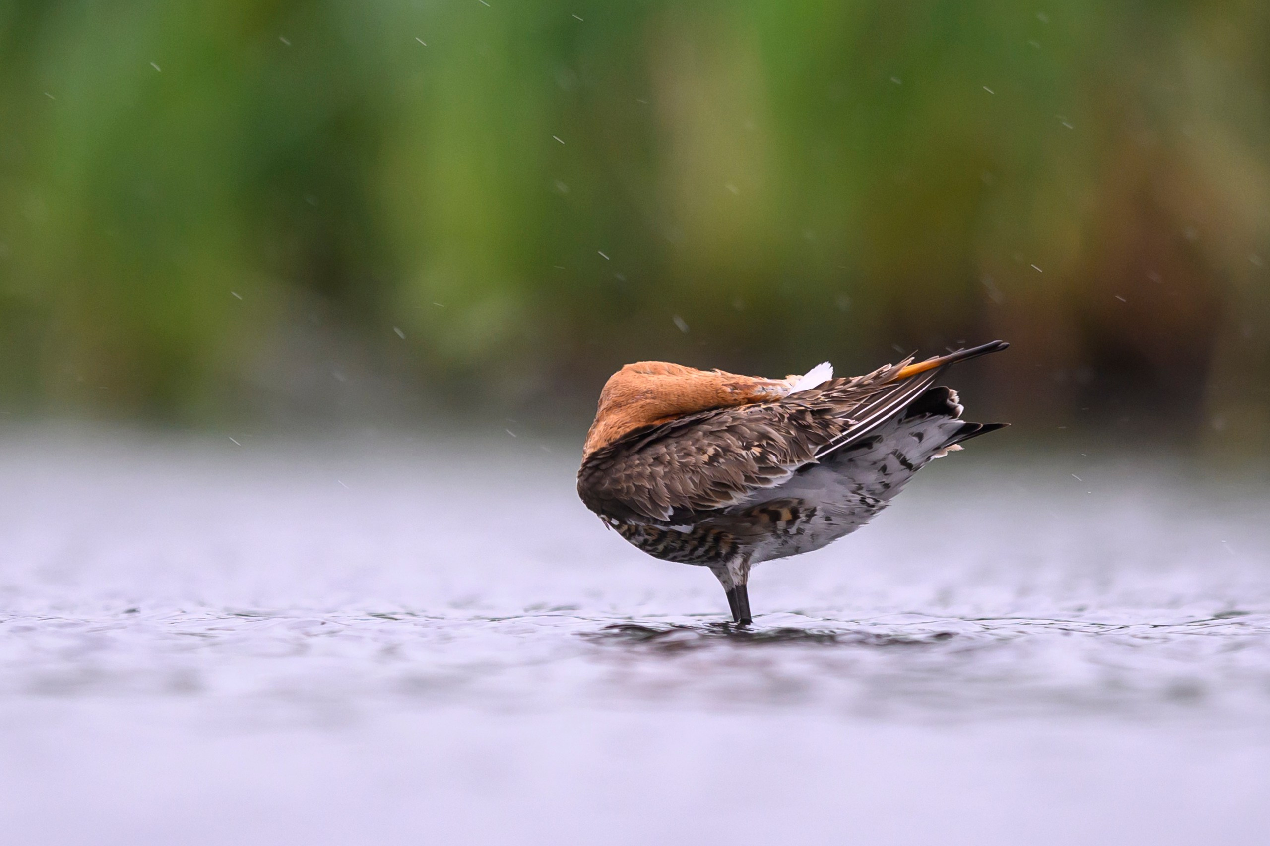 Поручейники и большой веретенник. Wildlife photography by Sergey Puponin