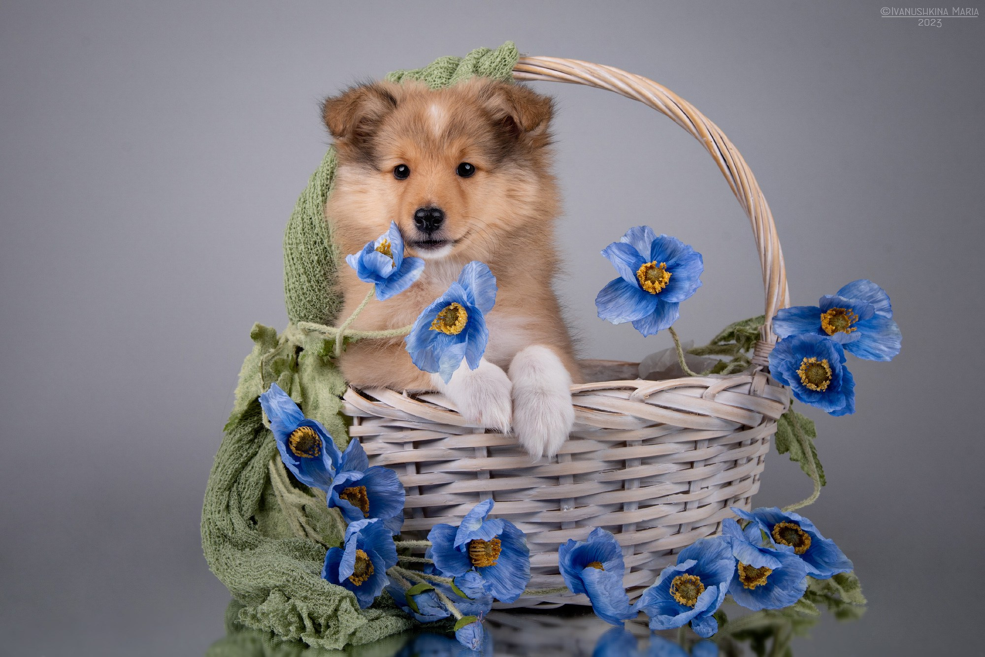 Фотосессия щенков на фонах. Фотограф собак в Москве и Московской области Иванушкина Мария