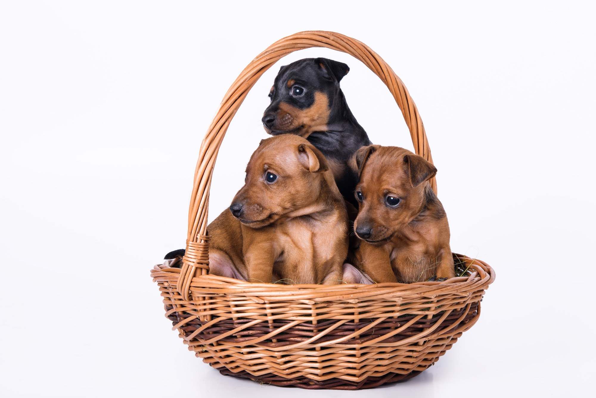 щенки цвергпинчеры