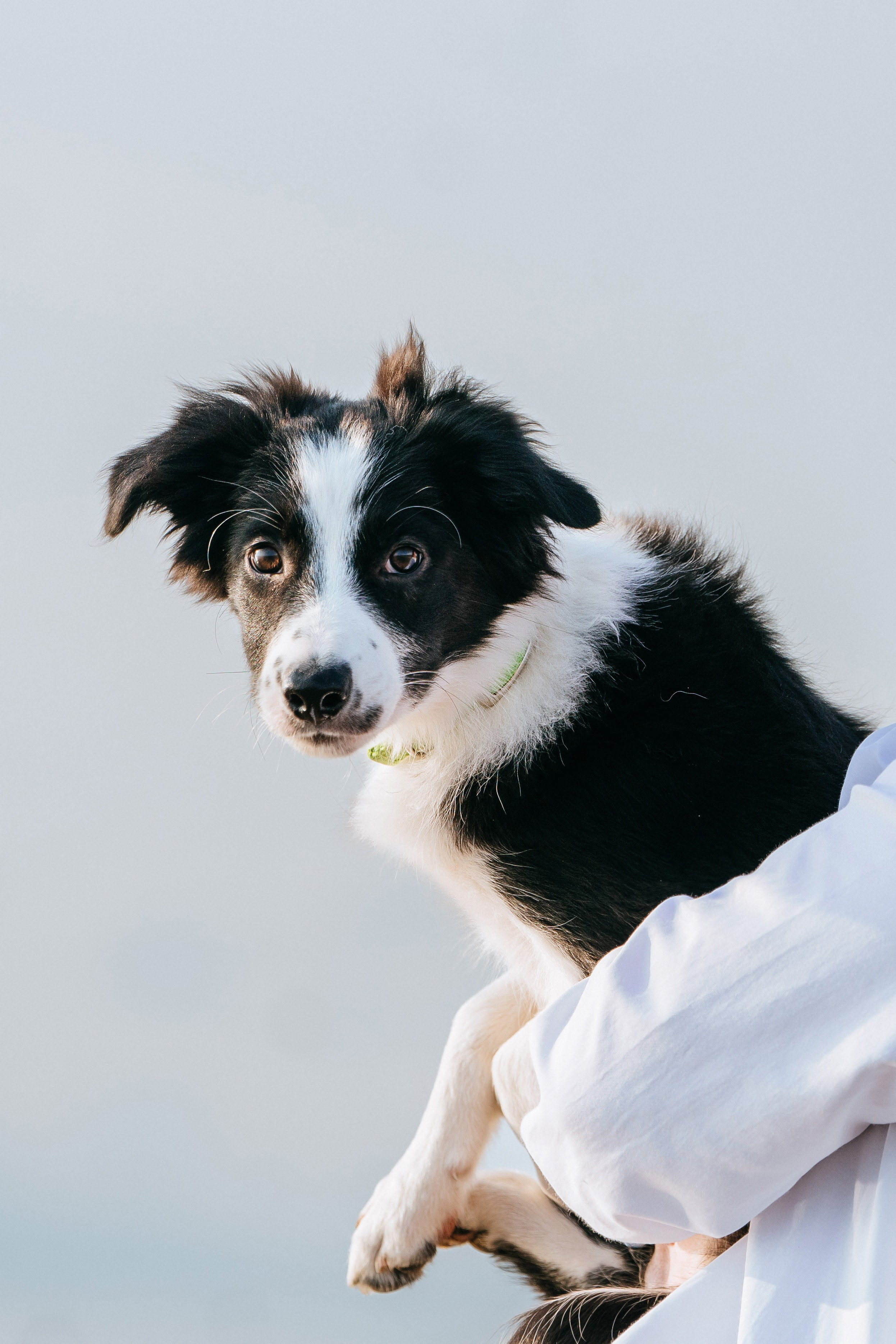 Фотосессия со щенками колли. Фотограф анималист в Спб недорого Олеся Майорова
