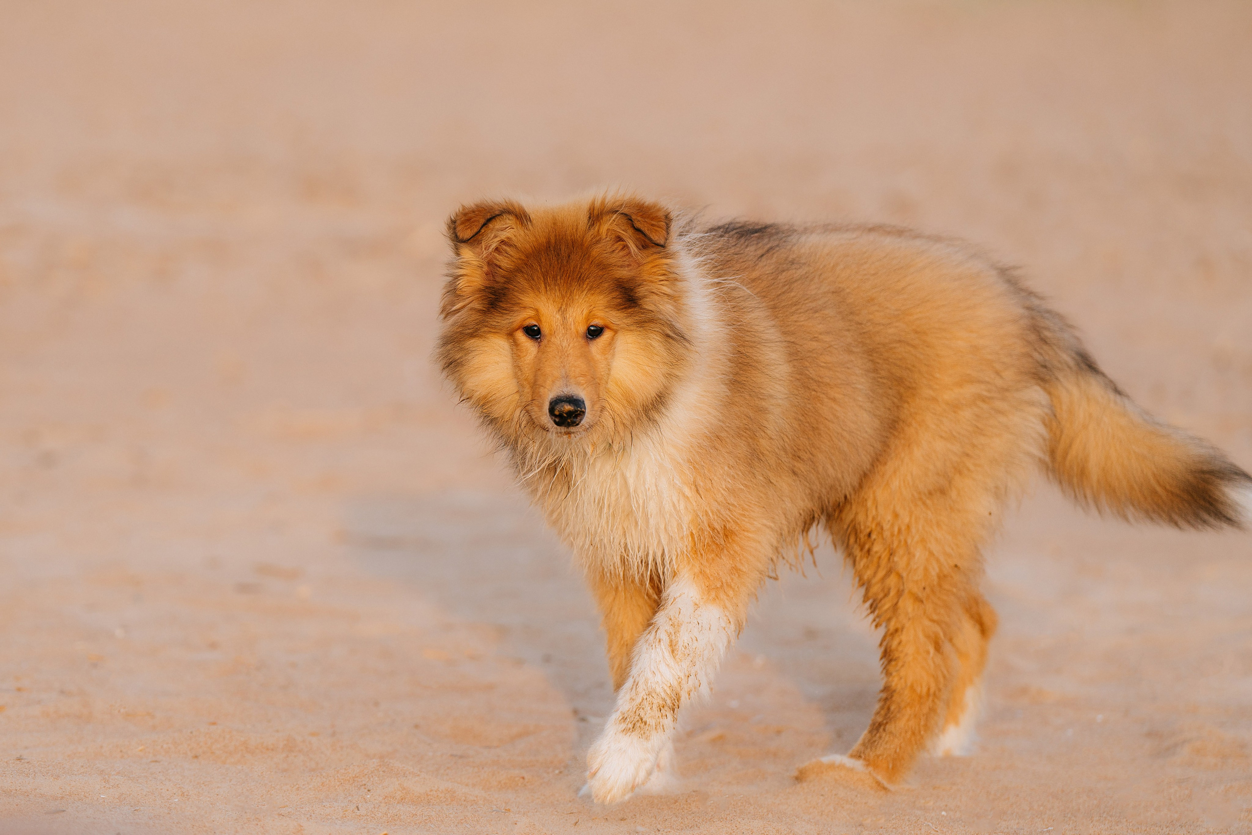 Фотосессия со щенками колли. Фотограф анималист в Спб недорого Олеся Майорова
