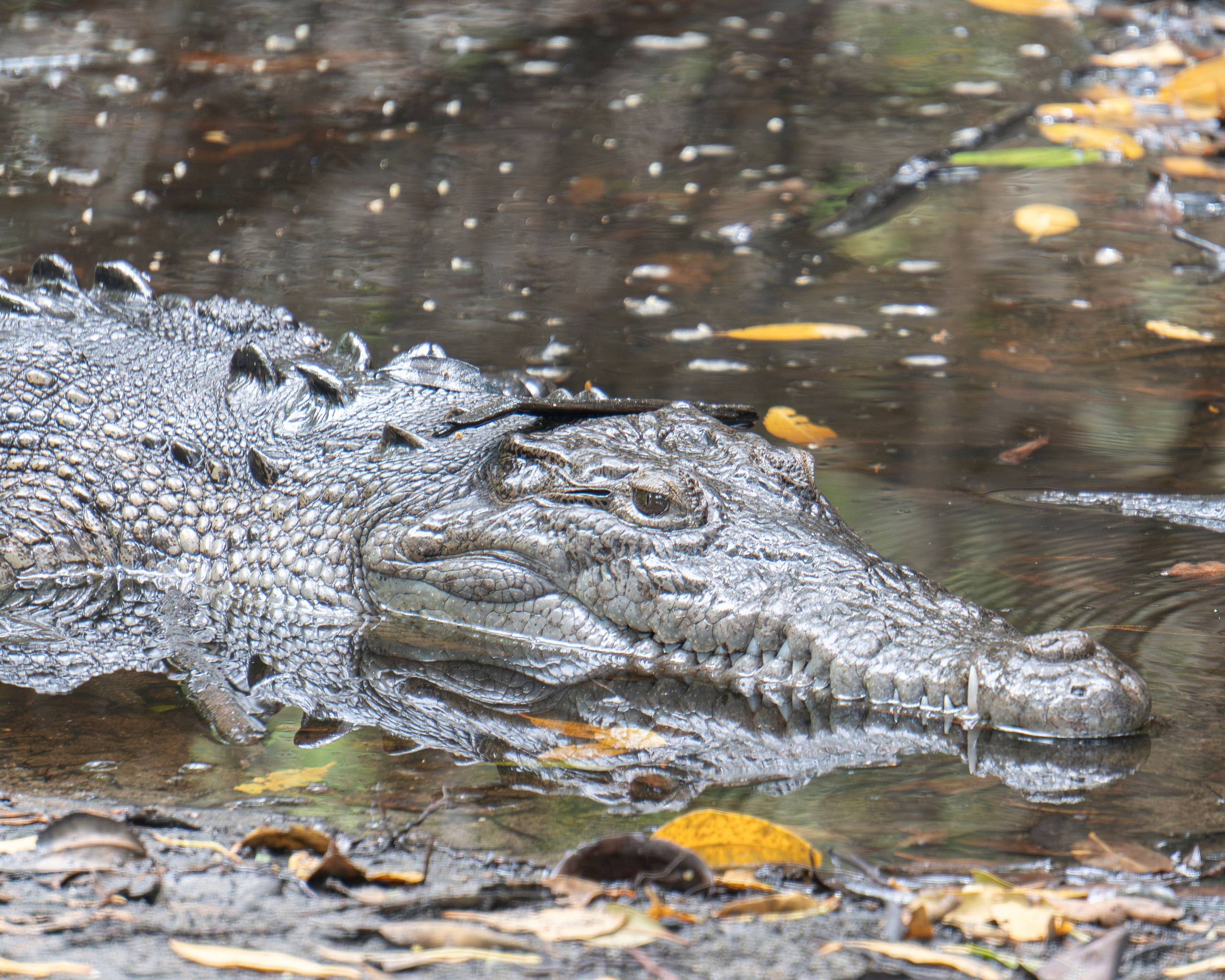 Crocos’ Paradise. CDMX Photography | Alex Klenin| Portrait & Event Photographer