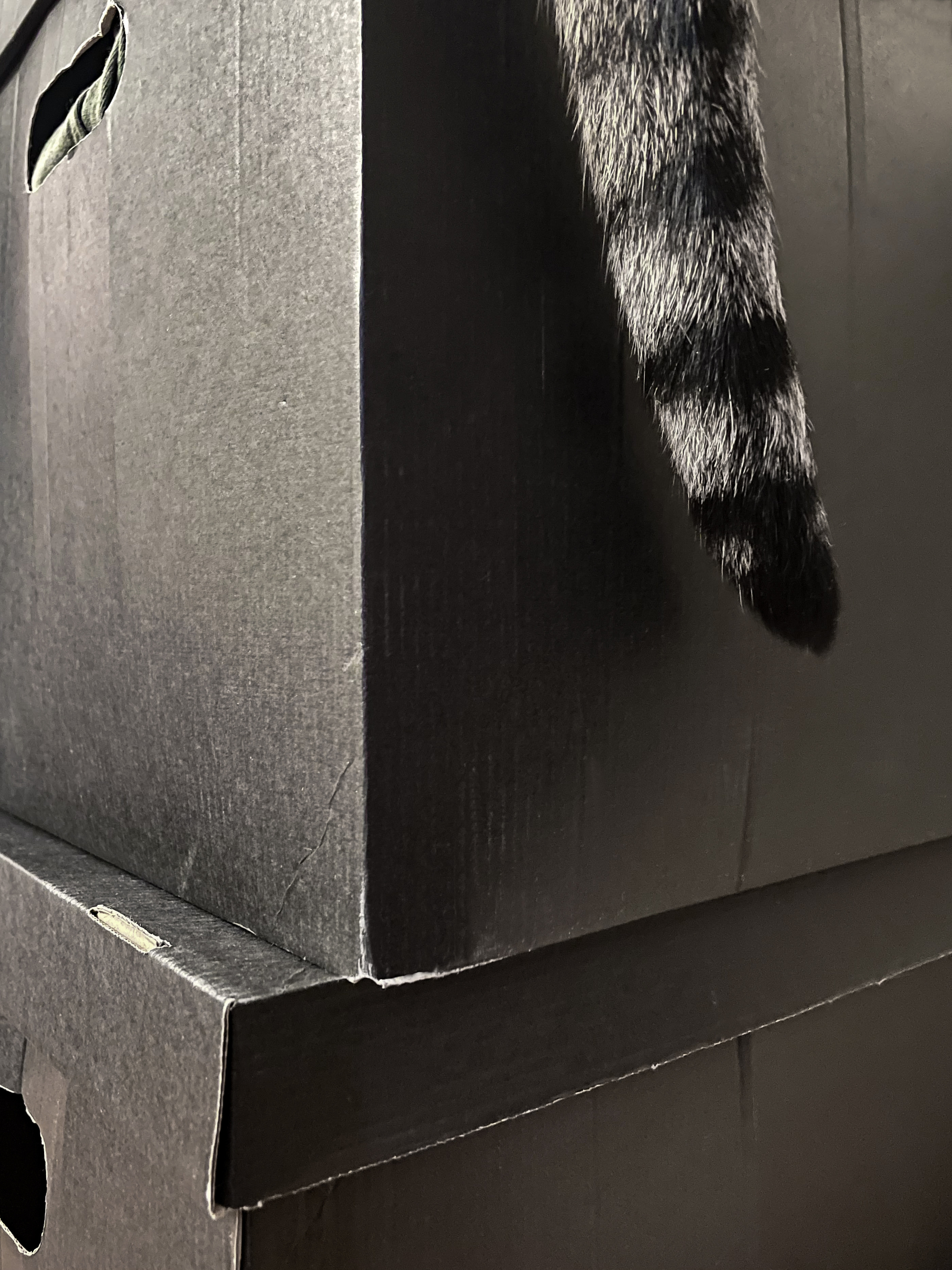 Пушистые. Наталья Орешина документальный и арт-фотограф из Санкт-Петербурга