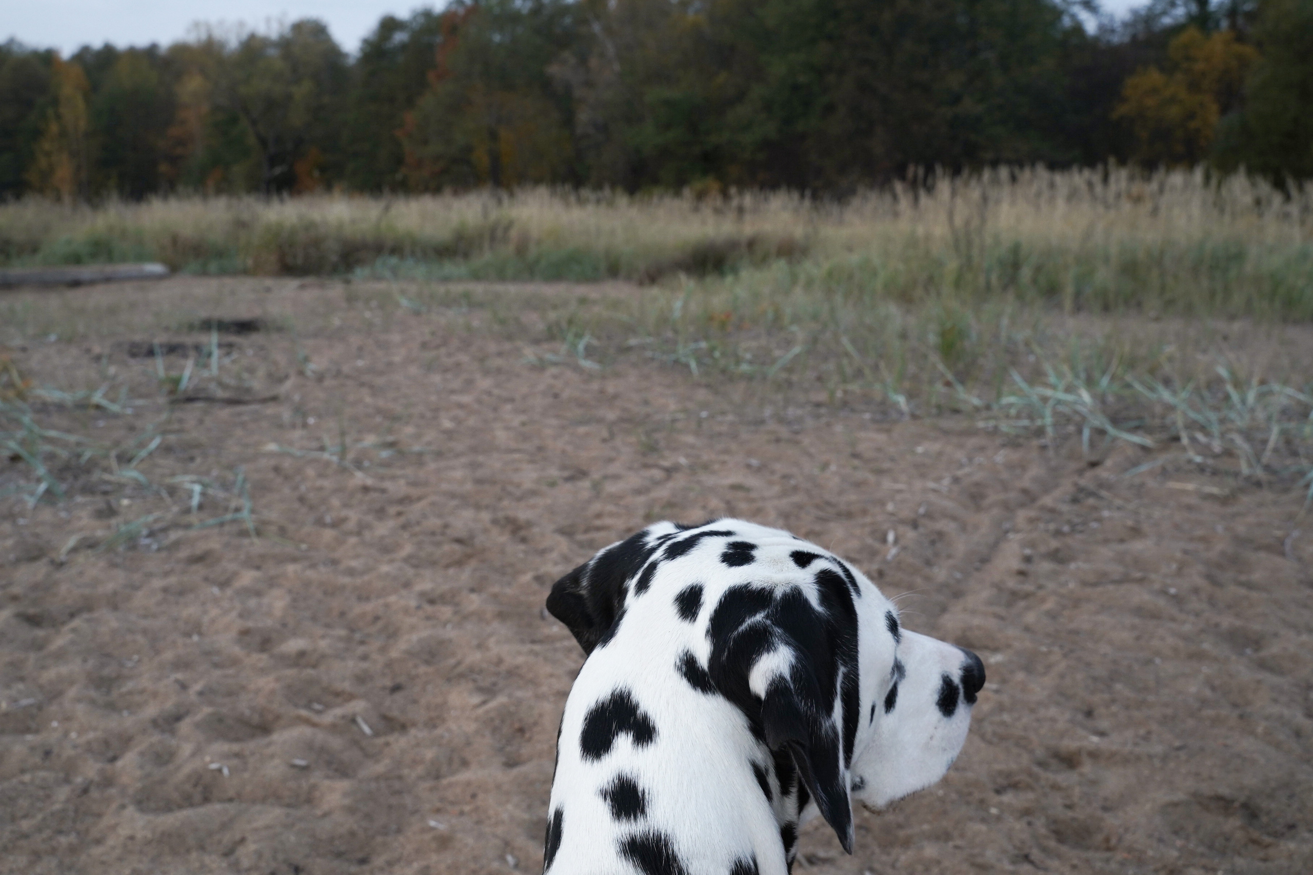 Пушистые. Наталья Орешина документальный и арт-фотограф из Санкт-Петербурга