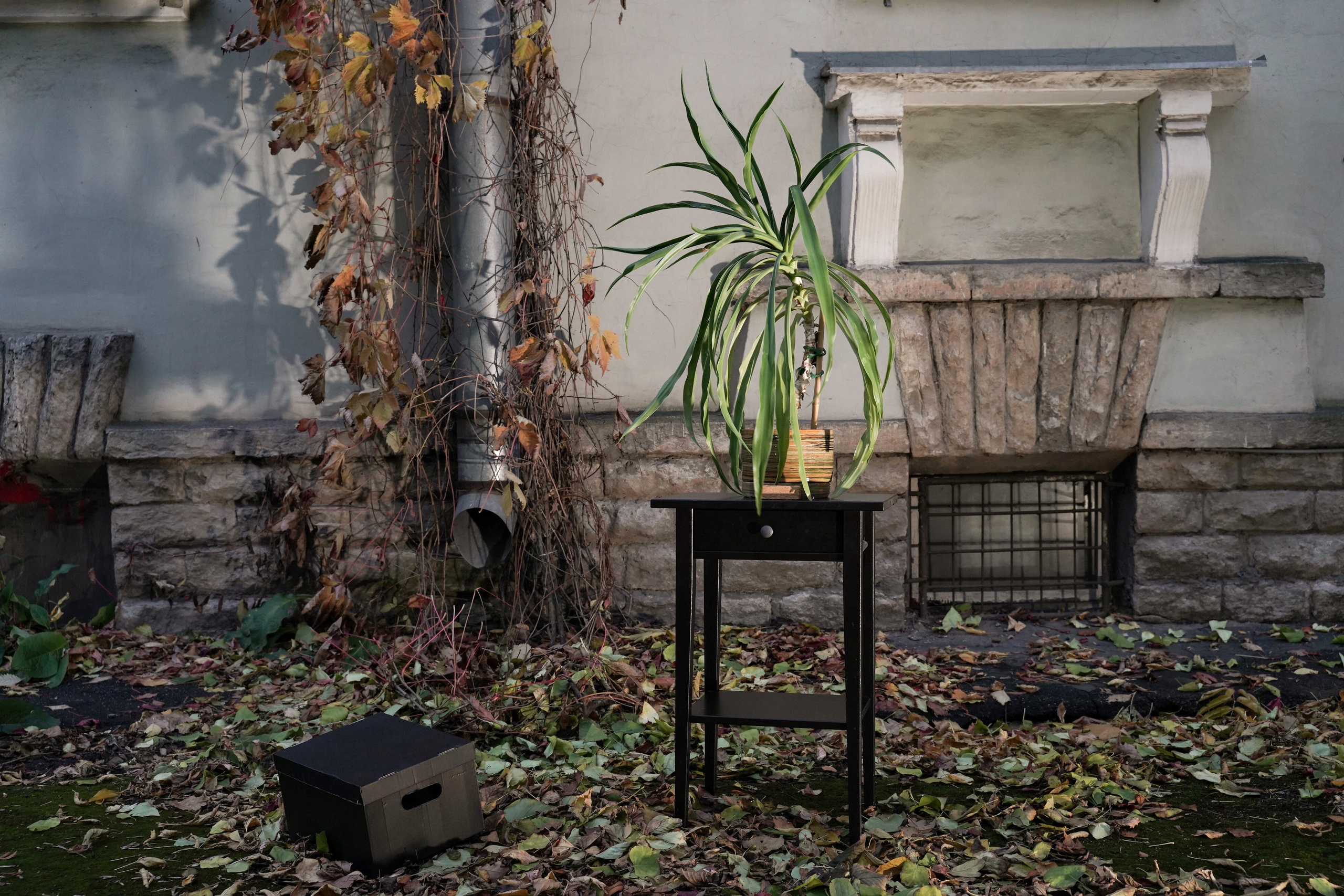 Пушистые. Наталья Орешина документальный и арт-фотограф из Санкт-Петербурга