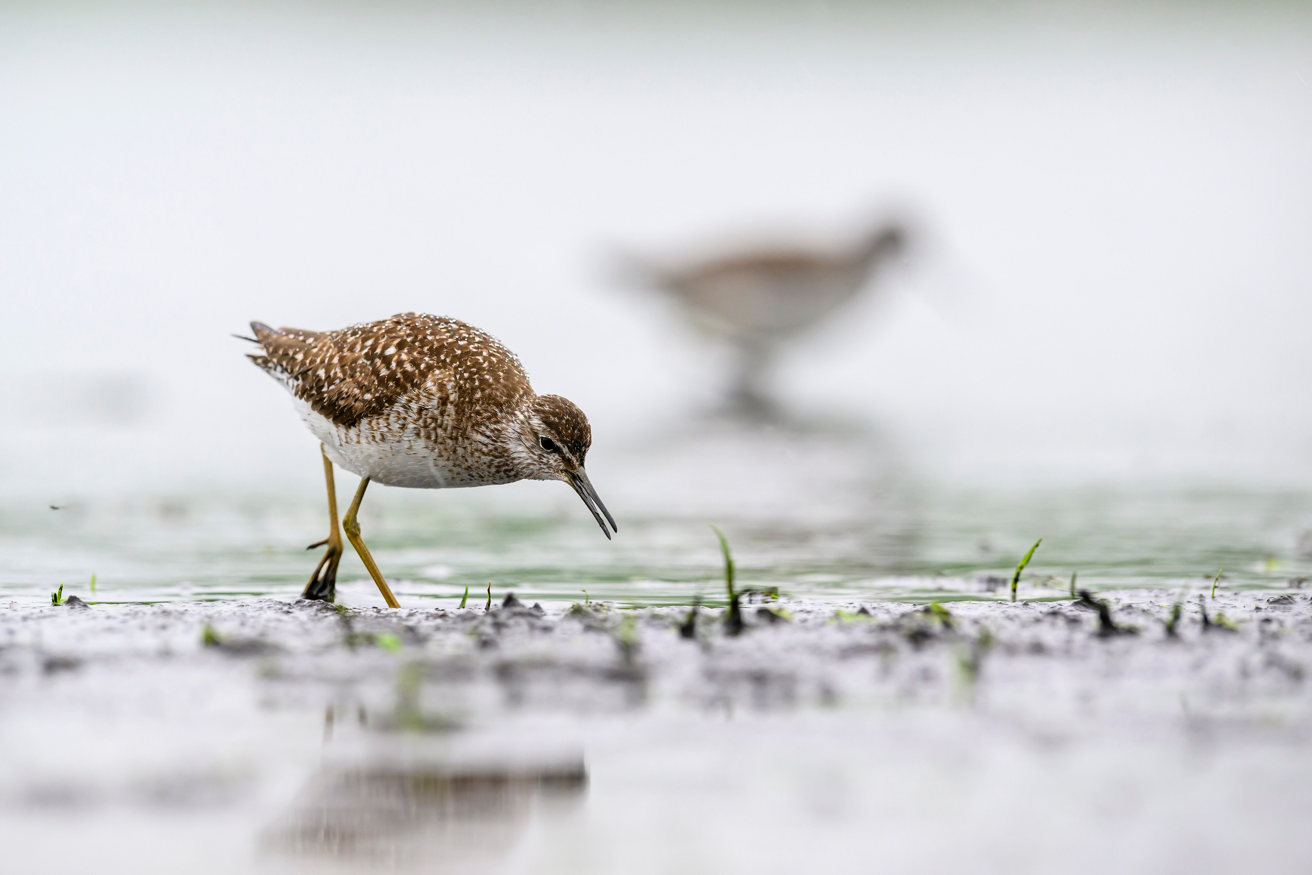 Поручейники и большой веретенник. Wildlife photography by Sergey Puponin