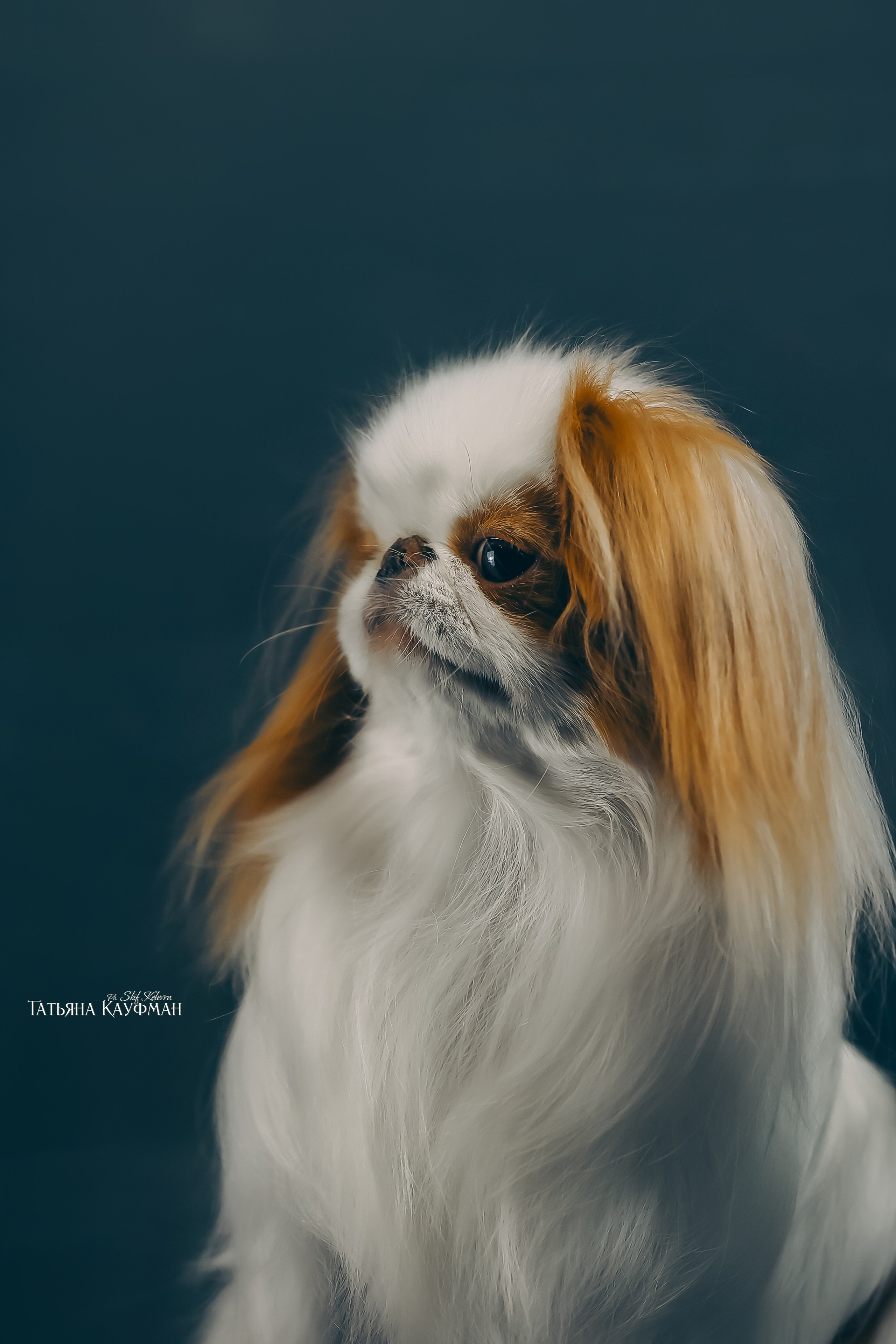 Японский хин, фотография японский хин, красивая собака, фотограф анималист, фотокурс Анималистика, научиться фотографировать собак, фотограф Новосибирск, фотостудия Скифки, студийная фотография