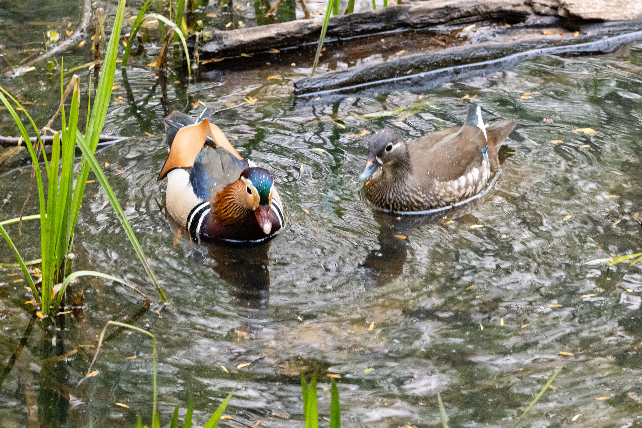 Утки Мандаринки. Дальний Восток — природа и достопримечательности