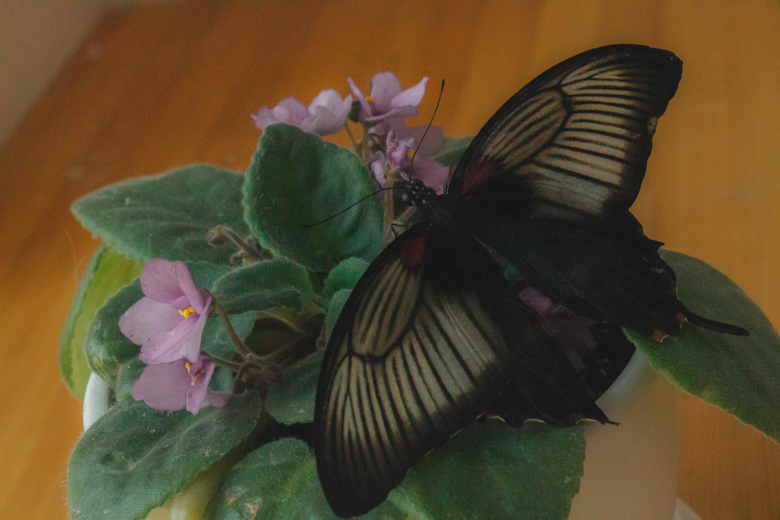 Невероятно волшебные бабочки!!!. Фотограф для вас и вашего бизнеса в Москве Альбина Никифоров